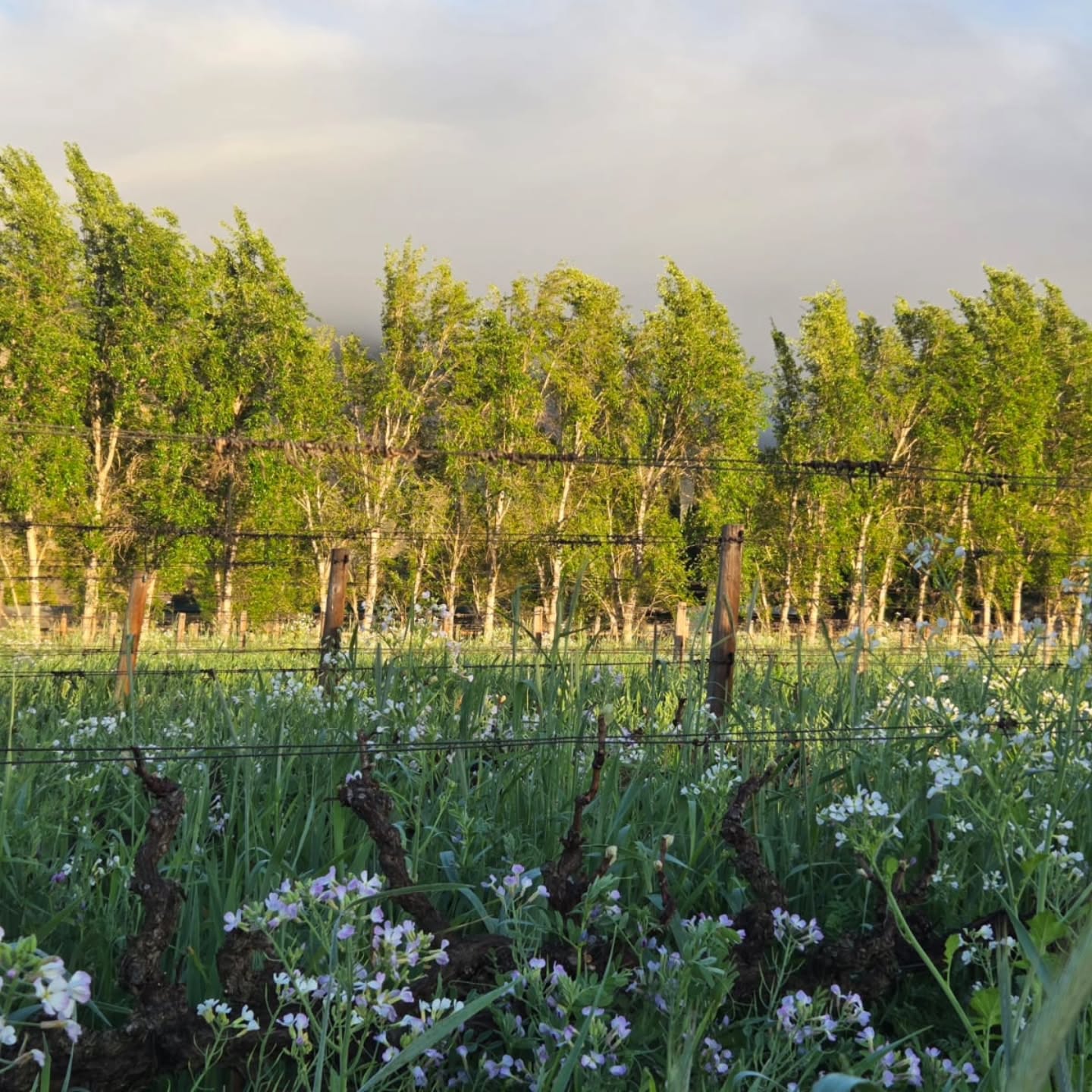Hello, Spring! 🌿🌸
There is something rather special about seeing the farm wake up after winter. The vines are beginning to stir, the cover crop is bursting into flower, and suddenly everything is green, growing and full of promise.
Spring has arrived at Klein Nektar. 💚
#KleinNektar #Montagu #SpringInTheKaroo #FarmLife #Route62