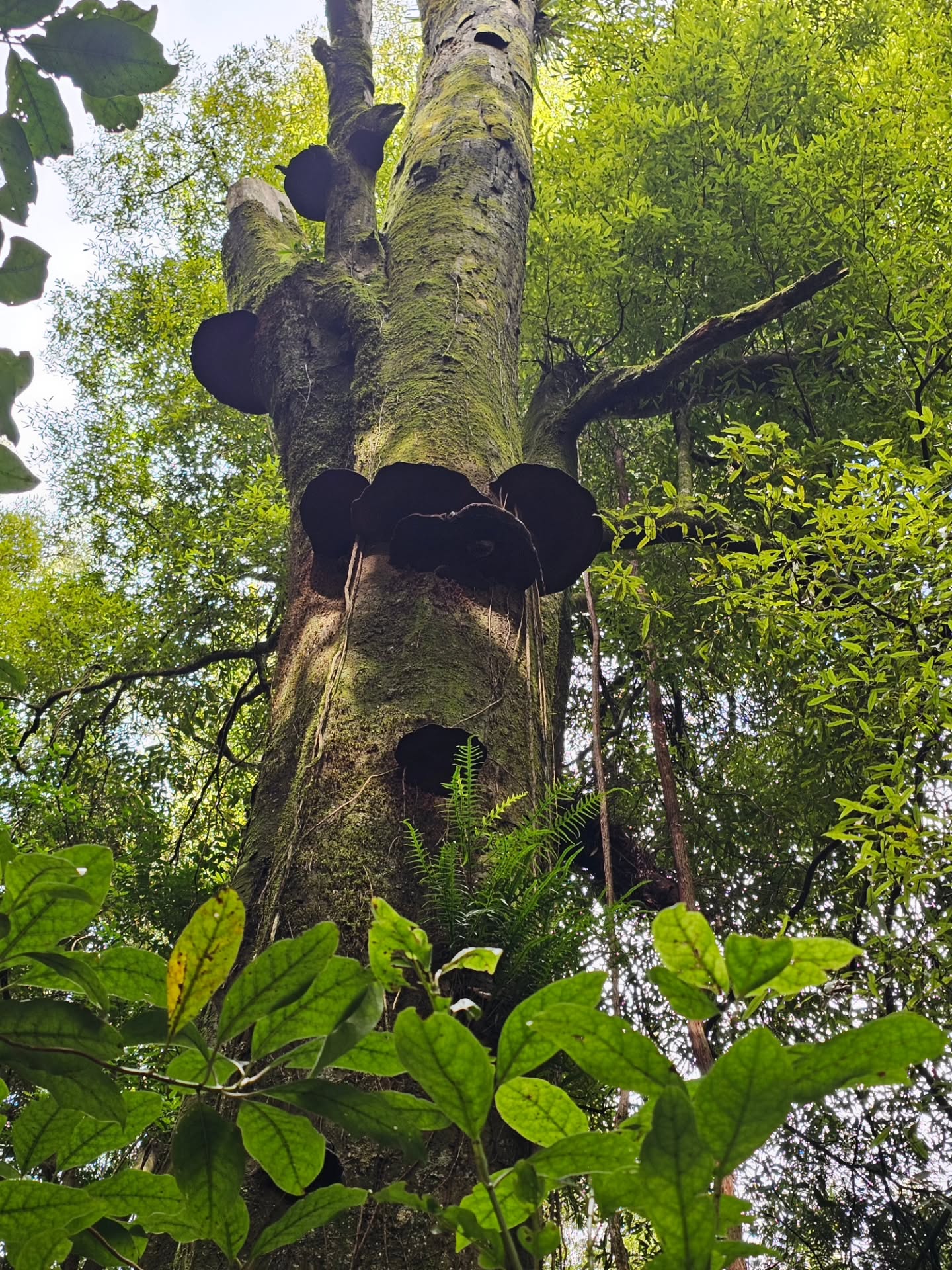 A photo from a recent walk up Otaniwainuku, beautiful old forest and these enormous fungi - ones that I imagine fairies sitting on the edge with their legs crossed drinking a cup of dandelion tea or equivalent... 🧚☕🧚
#photooftheday #inspiredbytrees #fungi #trees #creativeinspiration
