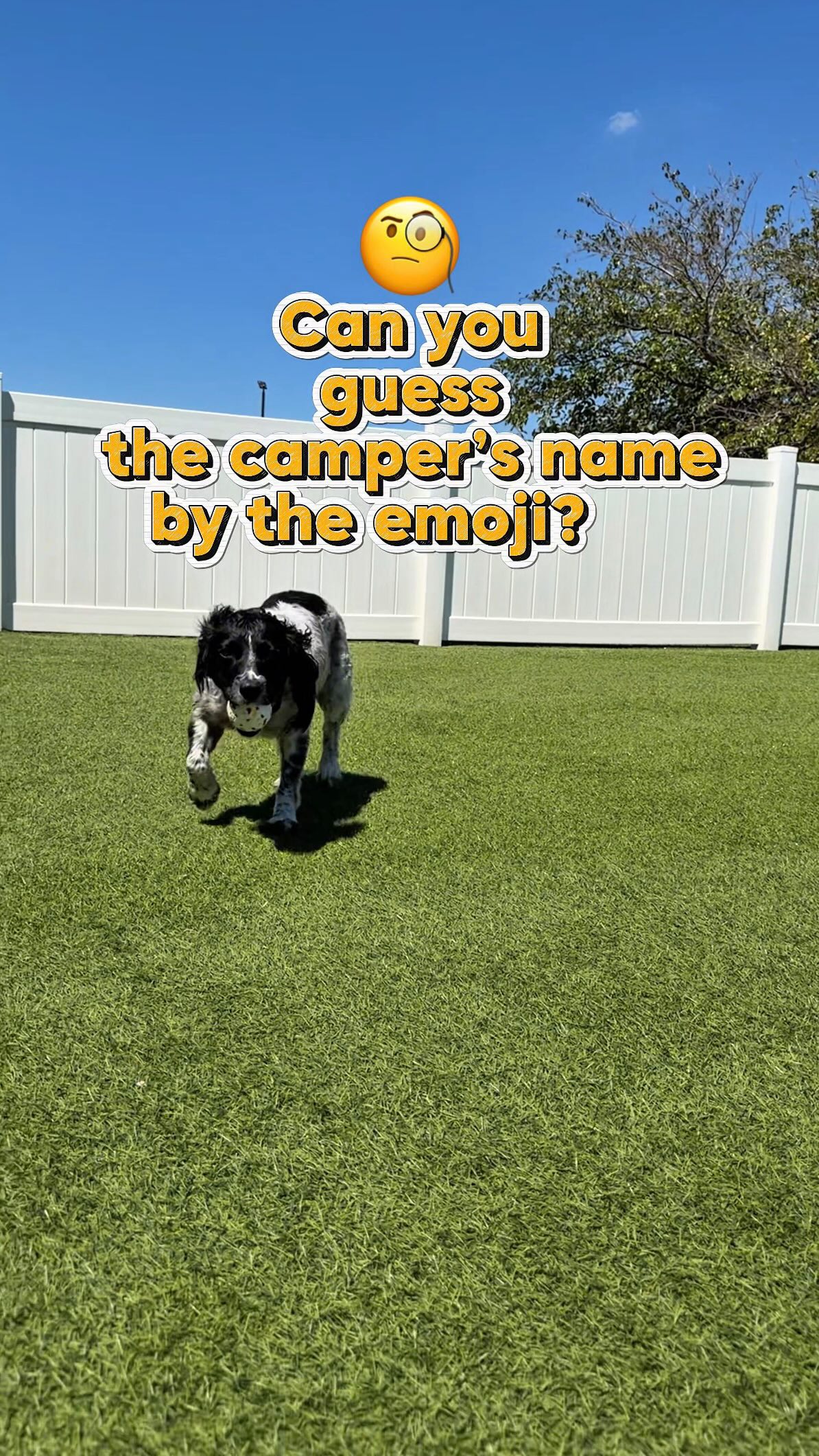 Think you know our campers? 👀🐾
No names, just emojis! Can you guess them all? 🤔
👇 Answers are below — no peeking until you’ve made your guesses! 👀
⭐️ Star
🦦 Otter
🐻 Bear
👢👢 Boots
🔔🔔Bells
🫑Pepper
🥥 Coconut
The tough one 👻 Boo!!
How many did you get right? #campcrittercare #southlakecrittercare #emojichallenge #dogcomedy #guesswho