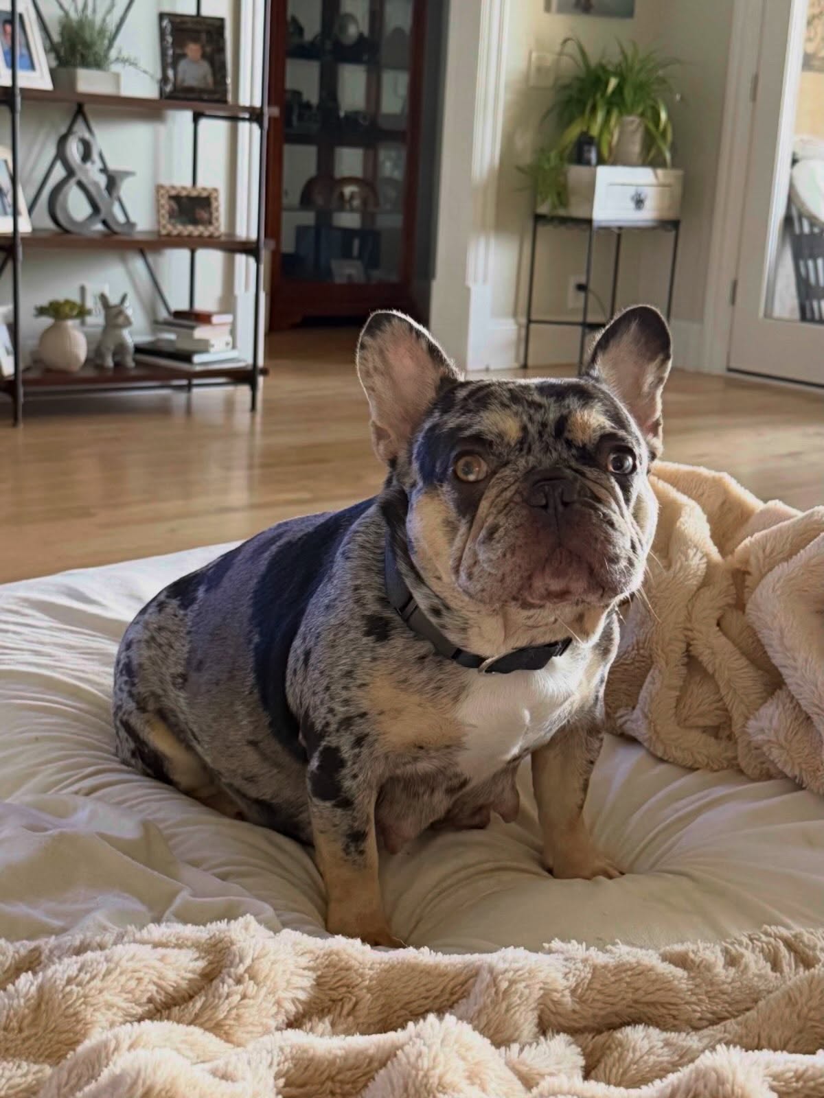 Itβs baby day for our Winnie girl. Sheβs really early (day 58) so if you all could please throw up some prayers for her babies to be healthy and momma too, we would be forever grateful! ππ»ππ»ππ»ππ»ππ»
#winnietobykeithlitter
