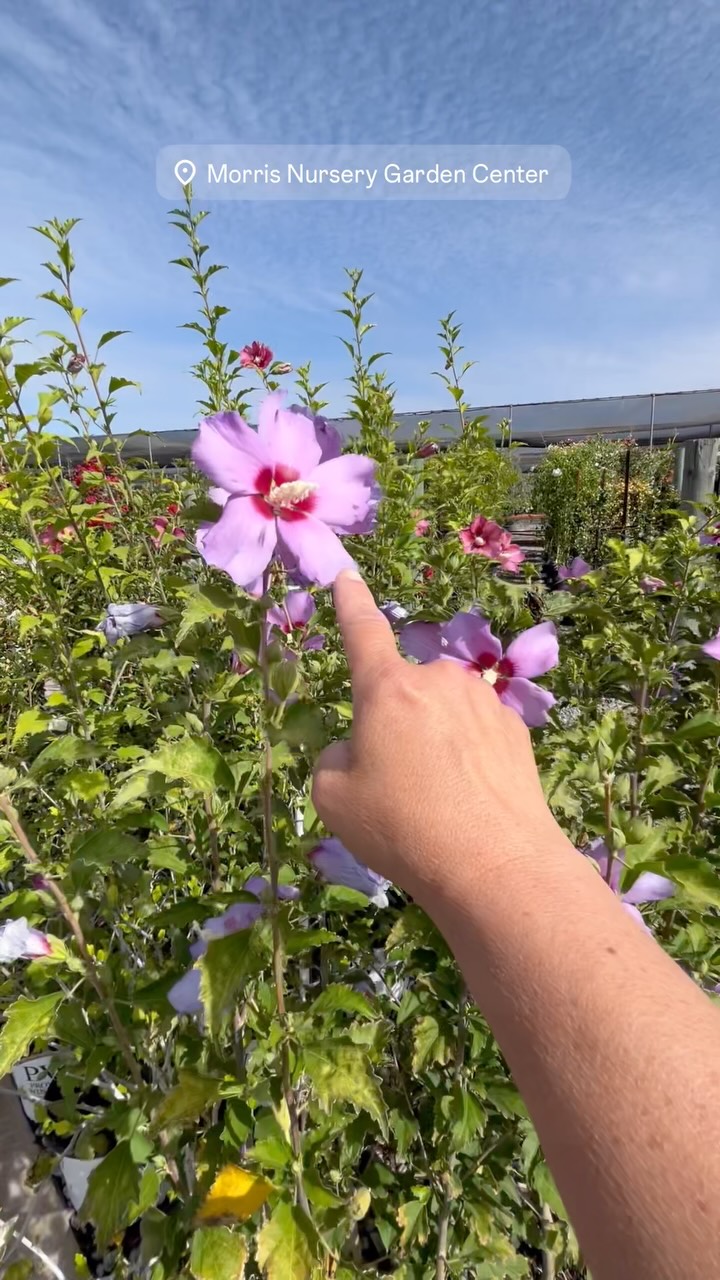 ✨A touch of magic & a pop of color around every corner, at Morris Nursery.✨
Come see what’s new at 1837 Patterson Rd in Riverbank. We’re open every day until 5pm.