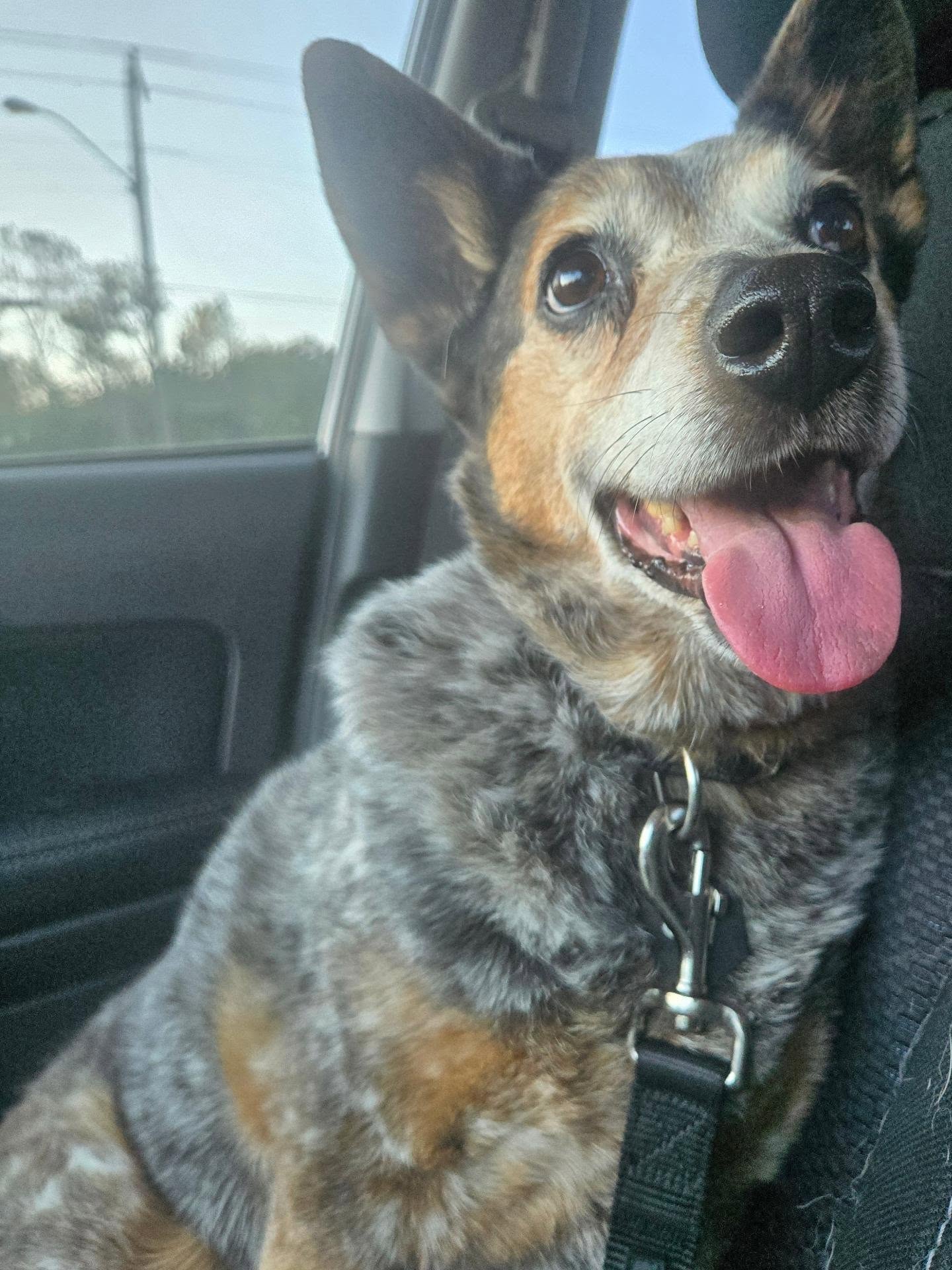 Shy is on her way to your appointment today!
🦝