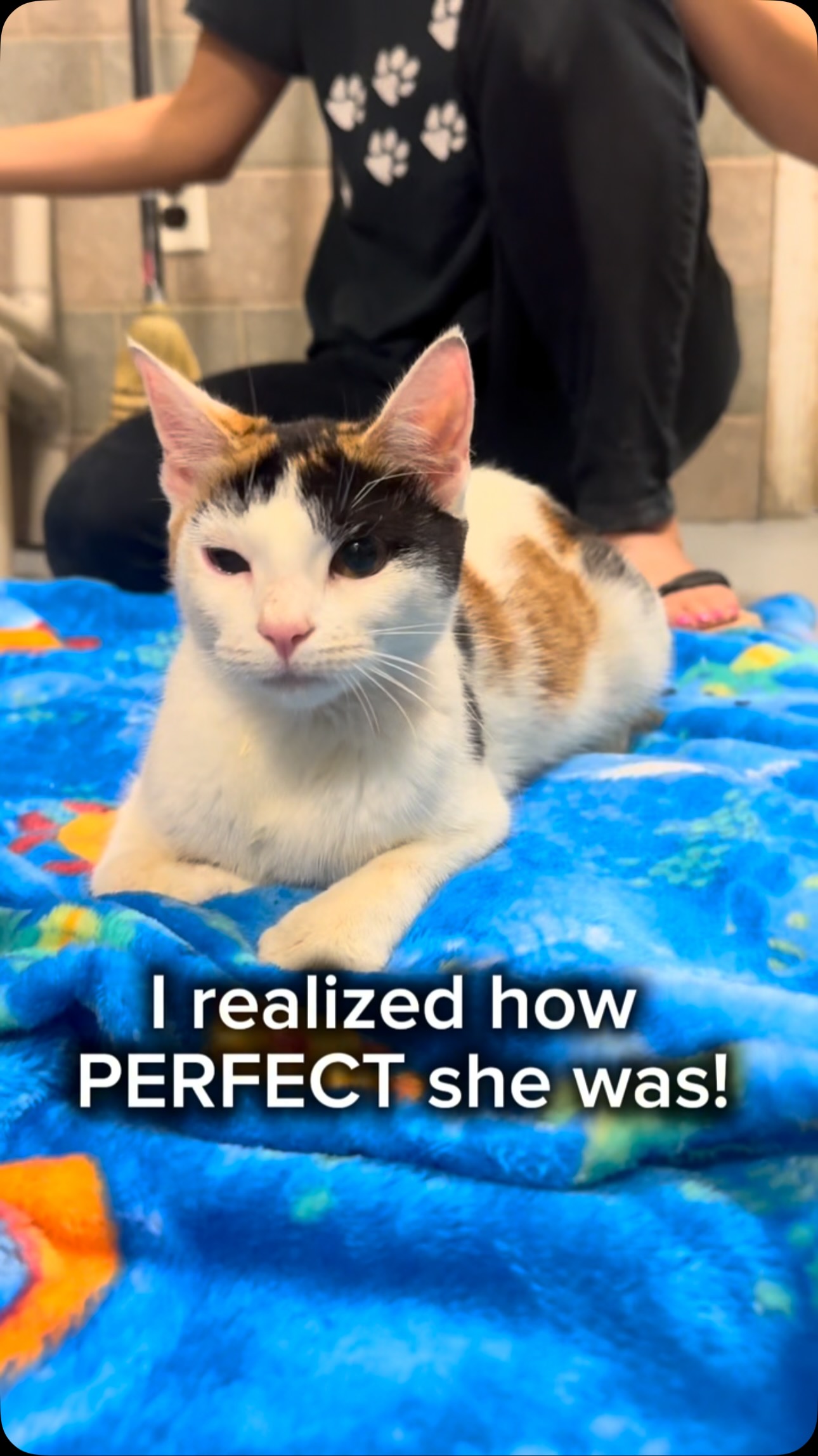 Life is better with a CH cat 🩷 Rory is the sweetest little angel and I’m so glad we found her. She’s almost a year old and the spunkiest little lady who has no idea she’s different. She does so well walking, eating, and using her litter box, I’m so proud of her! She was found outside which blows my mind, but I’m thankful the right person found her.
Cerebellar Hypoplasia doesn’t get worse over time and it doesn’t go away or get better, but they have the same quality of life as any other cat. Rory would do great anywhere and I can’t wait for someone to fall in love with her the way we have.