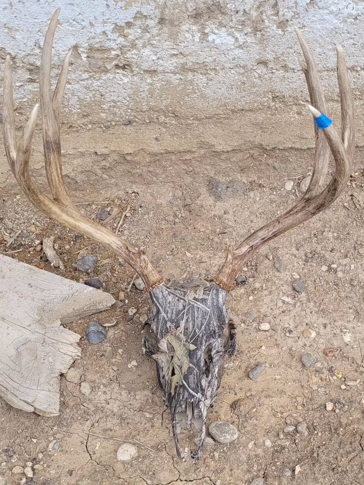 It's hunting season again... Let's hydrodip those skulls!
The deer skull pictured is dipped in classic Mossy Oak. What pattern would you get an animal hydrodipped in?