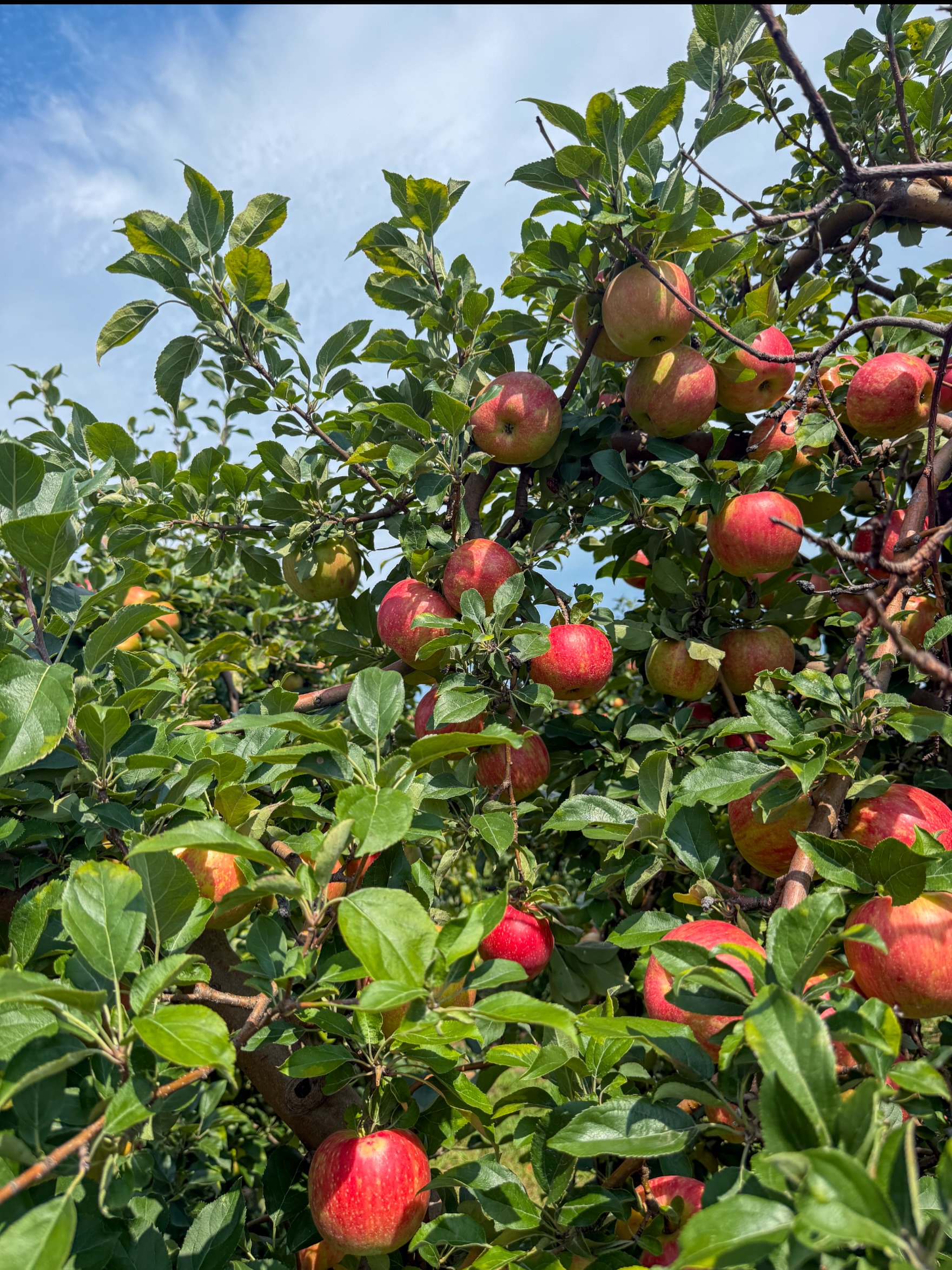 U-pick Honeycrisp ๐will be starting tomorrow! (9/2)
We have them available in our market as well!
Check out whatโs new below. Stayed tuned for more updates!
U-pick availability:
โข Apples ๐ $1.40/lb
- Honeycrisp, Gala, Blondee, Jonamac
โข Pears ๐ $1.50/lb (Bartlett)
โข Sunflowers ๐ป $1 per stem
Farm market:
โข Peaches ๐
- Allstar, Baby Gold
โข Pears ๐ (Bartlett)
โข Nectarines ๐ณ
โข Stanley plums ๐ณ
โข Elephant heart plums ๐ณ
โข Damson Plums ๐ณ
โข Blueberries ๐ซ
โข Apples ๐ ๐
- Honeycrisp, Gala, Golden supreme Macintosh
โข Watermelon ๐
โข Cantaloupe ๐
โข Sweet corn ๐ฝ
โข Farm fresh vegetables ๐ฅ
โข Bakery + concessions๐ฉ๐ญ
โข Frozen Pitted Sour Cherries ๐
โข Frozen Fruits ๐๐ซ๐๐
โข Farm Fresh Eggs ๐ฅ
โข Frozen Apple Cider ๐ง
โข Apple Cider Slushie ๐
โข Fresh Donuts ๐ฉ
โข Soft Serve Ice cream ๐ฆ
โข Honey, Maple Syrup, Jams, Salsas & More! ๐ฏ
๐ Farm Attractions โ All Day Fun:
โข The Barnyard ๐๐ฎ
โข Animal Barn ๐๐ฆ๐๐๐๐โโฌ
โข Wagon Rides ๐
โข Barrel Rides ๐
โข Playground ๐
โข Combine ๐
โข pollinator habitat ๐ผ
โข Sunflower trail ๐ป
โข Corn Maze ๐ฝ
๐ Farm Passes
โข Farm Pass โ $3 ๐พ
Includes Access To: U-Pick and Wagon Ride ๐
(Seniors 65+, Veterans, and Kids 5 & under are FREE)
โข Barnyard Pass โ $10 ๐๐
Includes all day access to play in the Barnyard Fun Area: Bounce House Inflatables ๐, Barrel Rides ๐, Gravity Wagon ๐, and Sand Box ๐Combine ๐
โฐ Open Daily | 10 AM โ 5 PM | Including All Holidays Rain or shine!
Address: 6405 109th Ave, South Haven MI ๐
We canโt wait to see you at the farm!๐
#peaches #farming #pickingseason #upickfarm #fruit