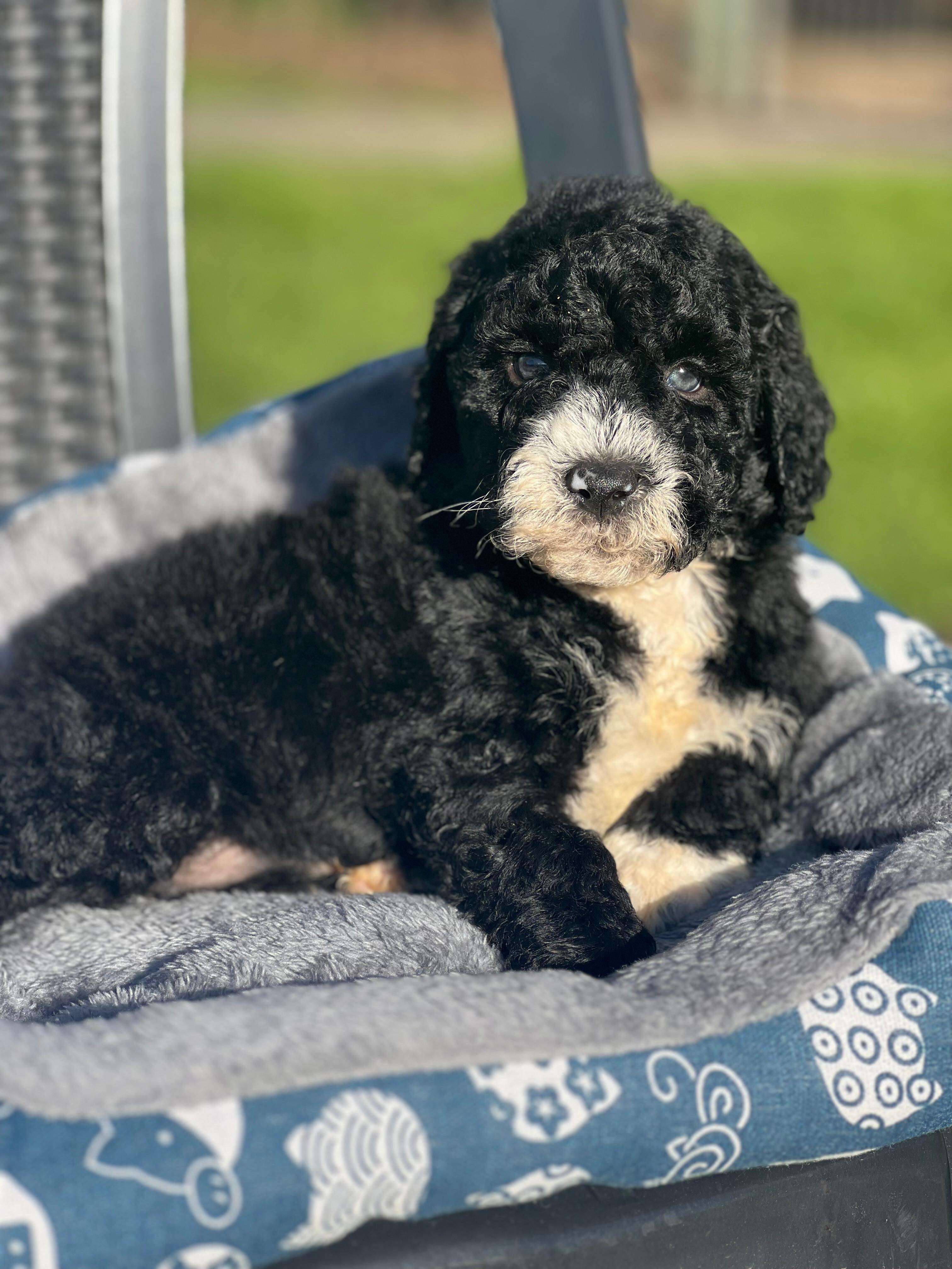 Meet our handsome F1B Sheepadoodle boy 💙🐾.
Born 19/7/26 and ready 28/9/26, he’s playful, gentle and full of charm.
With parents Kim Kardashian × George Clooney, he’s destined for superstar cuddles.
Microchip: 956000019464843 • Source No: BR100575.
A sweet boy raised with love, ready to steal hearts.
#SheepadoodleMagic #PuppyLove #FutureBestMate #FurBabyJoy #puppiesdownunder