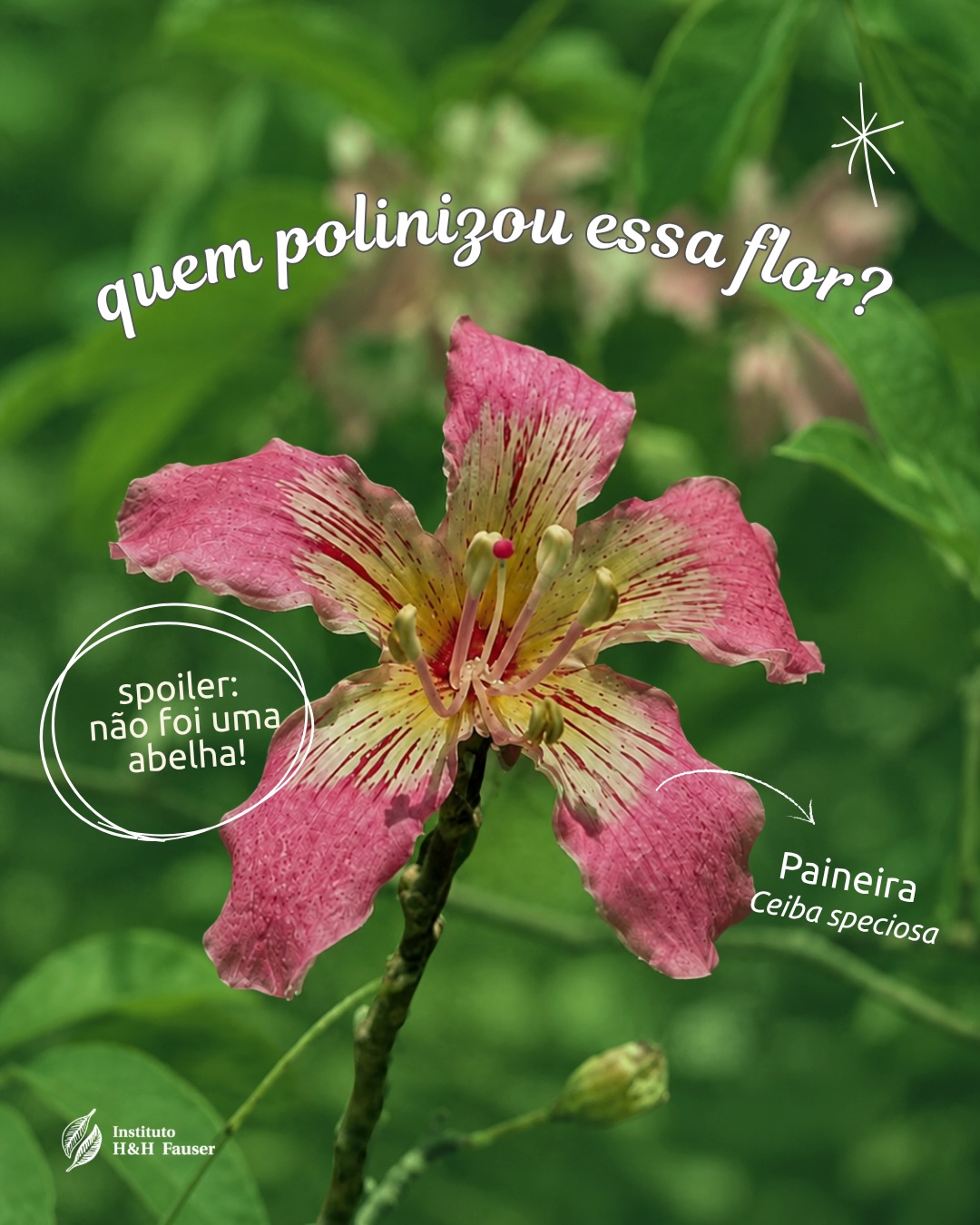 Você sabia que morcegos também podem ser polinizadores? 🦇
Na Mata Atlântica, eles fazem parte de uma rede de visitantes que ajudam diferentes plantas a se reproduzir, junto com beija-flores, borboletas, mariposas, besouros e até gambás.
Cada um tem seu papel nessa relação entre plantas e animais. E, muitas vezes, quem passa despercebido é justamente quem está ajudando a floresta a continuar florescendo. 🌿
Já conhecia esse lado dos morcegos? Compartilhe com alguém que também vai se surpreender. 👀
#ihhf #mataatlantica #polinizacao #biodiversidade #conservacao
