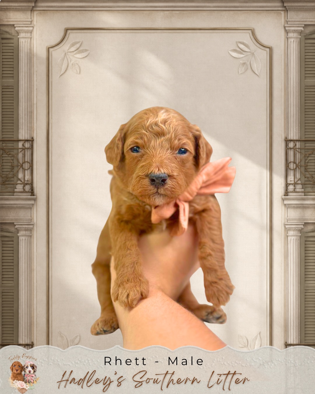 Hadley’s Southern Litter is 3 weeks old!
Our little Southern ladies and gentlemen are growing beautifully, and we’re starting to see more of their personalities emerge each day.
At 3 weeks old, they’re reaching some exciting milestones:
• Their eyes and ears are open, and they’re becoming much more aware of the world around them.
• They’re getting steadier on their feet and beginning to toddle, explore, and interact with one another.
• They’re starting to recognize new sounds, smells, and gentle human touch.
• Those first little puppy play sessions are beginning—complete with tiny tail wags, sibling snuggles, and lots of adorable attempts at playing.
• We’re beginning to introduce new textures and age-appropriate experiences as their world gradually gets bigger.
• Mama Hadley continues to care for them while they grow stronger and more curious every day.
Over the next couple of weeks, things really start getting fun. We’ll begin introducing food, expanding their environment, and giving them more opportunities to explore, play, and build confidence.
We’re loving watching each puppy in Hadley’s Southern Litter blossom into their own little personality.