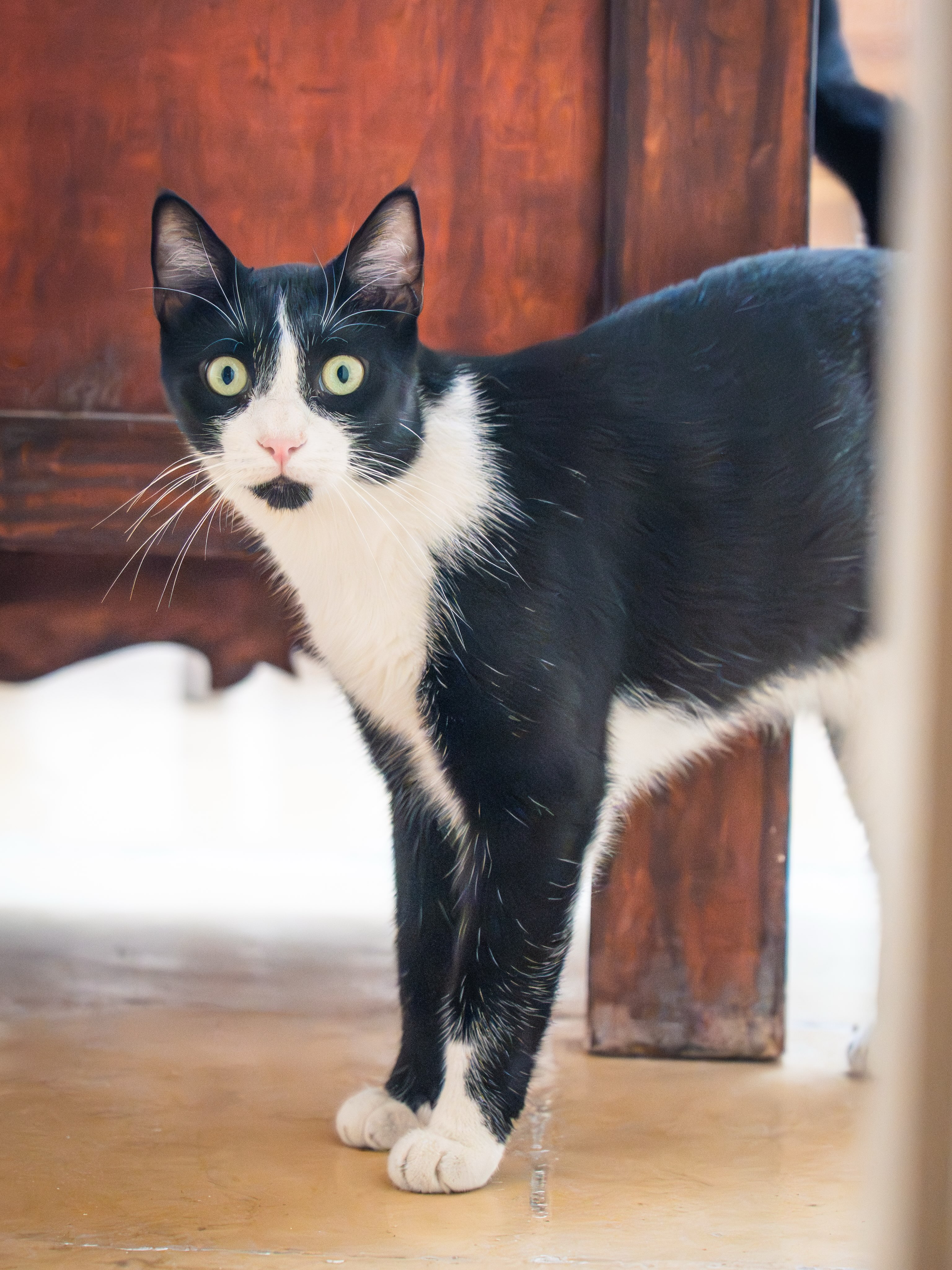 Meet Storm. 🖤🤍
Also known around here as Mr. Stormy.
One brain cell.
Zero thoughts.
100% staring. 👁️
Never blinks. Ever.
But somehow, this sweet little boy has completely melted Mommy’s heart. 🥹🐾
And that’s the thing about our guesthouse — Chapel 5 isn’t just a place to stay, it’s a home.
And our furry friends are a big part of what brings that warm, lived-in, feel-at-home vibe. 🤍
Come for the beautiful rooms.
Stay for the atmosphere.
Get judged silently by Storm. 😂
#chapel5 #cat #visitmalta #goodvibes #CatMom