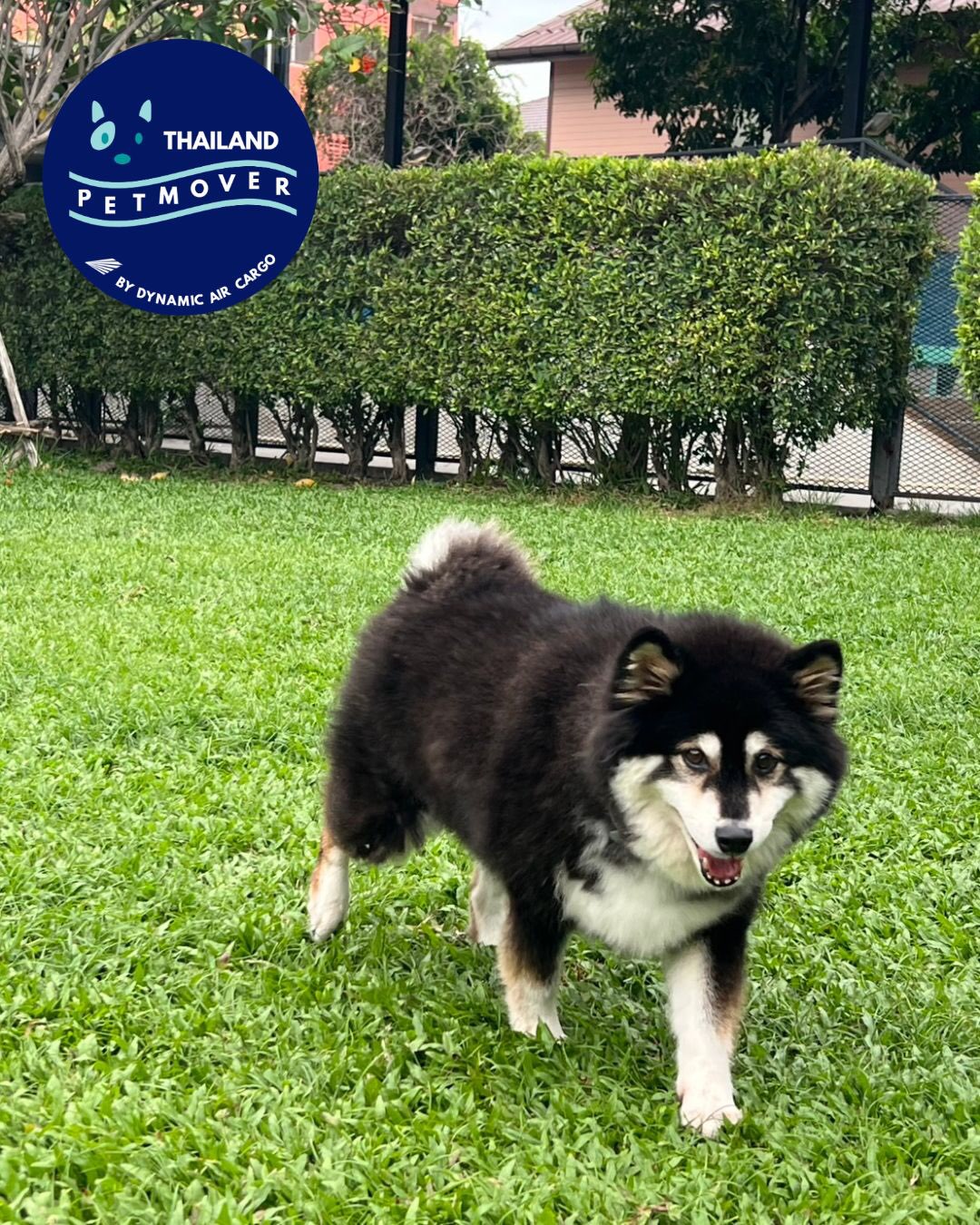 🇹🇭 🛫 🇭🇰
Hibiki making herself at home during her short stop with us in Bangkok before travelling to Hong Kong 😊 She has arrived safely and completing quarantine.
Thank you @pet.first.hk team for trusting us with her journey!
——————————————————
🐶 Thailand Pet Mover
🐱 Where Pet Lover Meets Pet Mover
🐰 Inquire via LINE: @thailandpetmover
🐯 Or Email: service@dynamicaircargo.com
🐹 Our DMs are not monitored
🐷 A trade mark service managed by Dynamic Air Cargo, a member of IPATA and IATA.
——————————————————
Please make sure you contact direct to our customer service team
#thailandpetmover #thailandpetrelocation #animallovers #petmoverthailand #petshipping