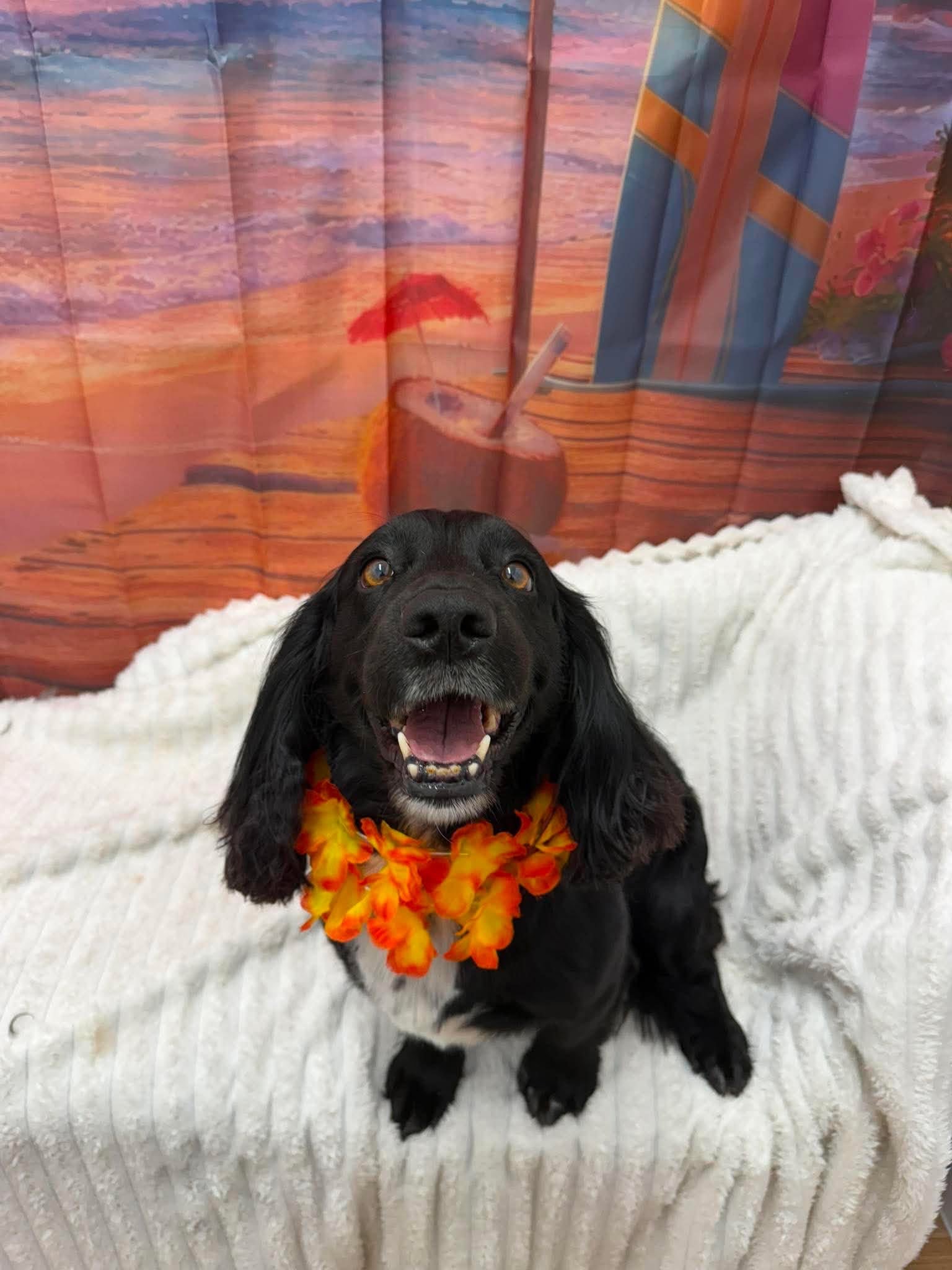 I believe Archie could quite possibly be happiest boy on this planet 😁💛
✂️By Sophie
📆Bookings available this September and October
🎅🏻Secure your Christmas grooms today!
📞01582 353603
🌐www.royalsdoggrooming.uk