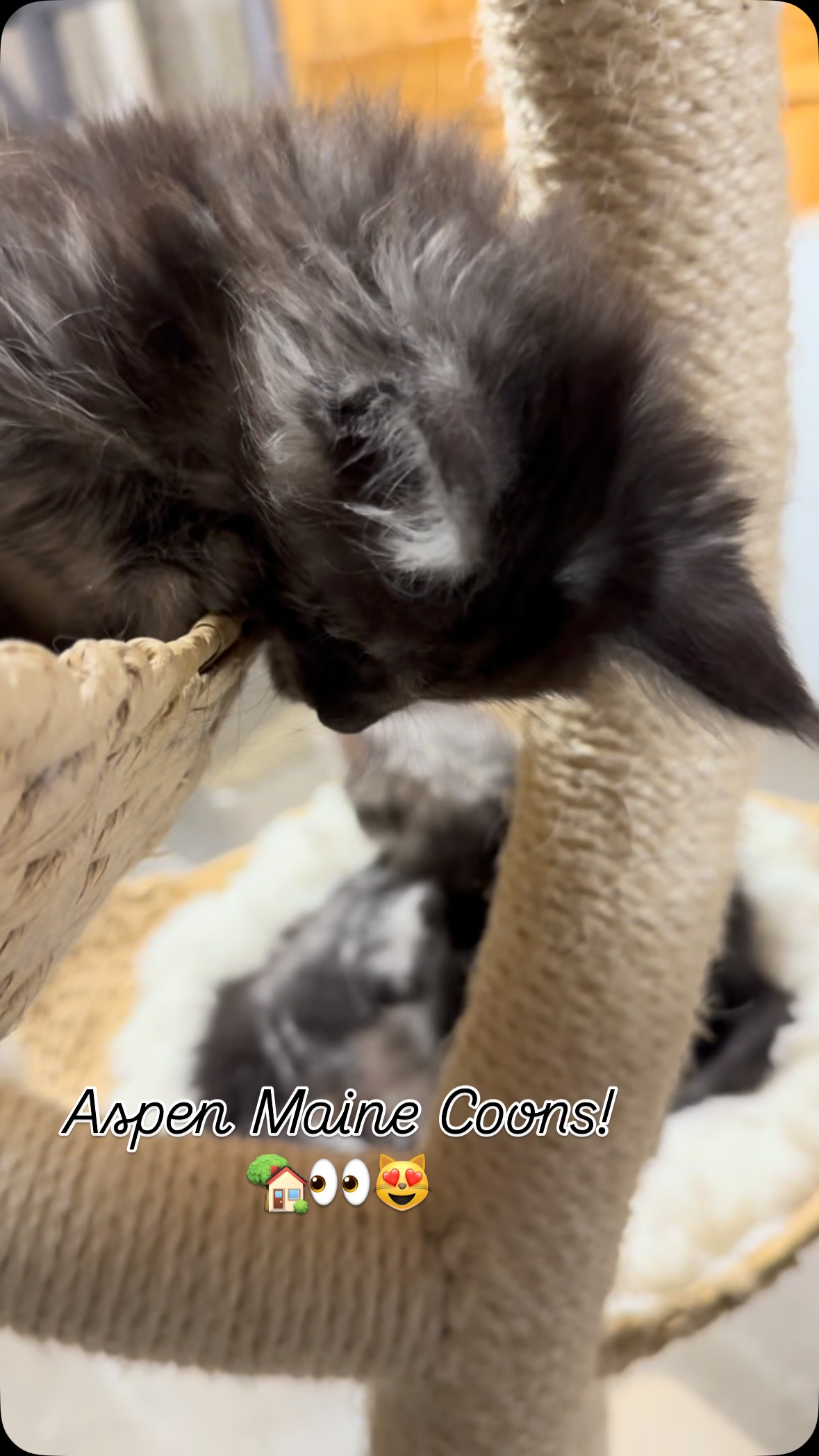 #mainecoonsofinstagram #mainecoonlovers #mainecoonlife #aspenmainecoons