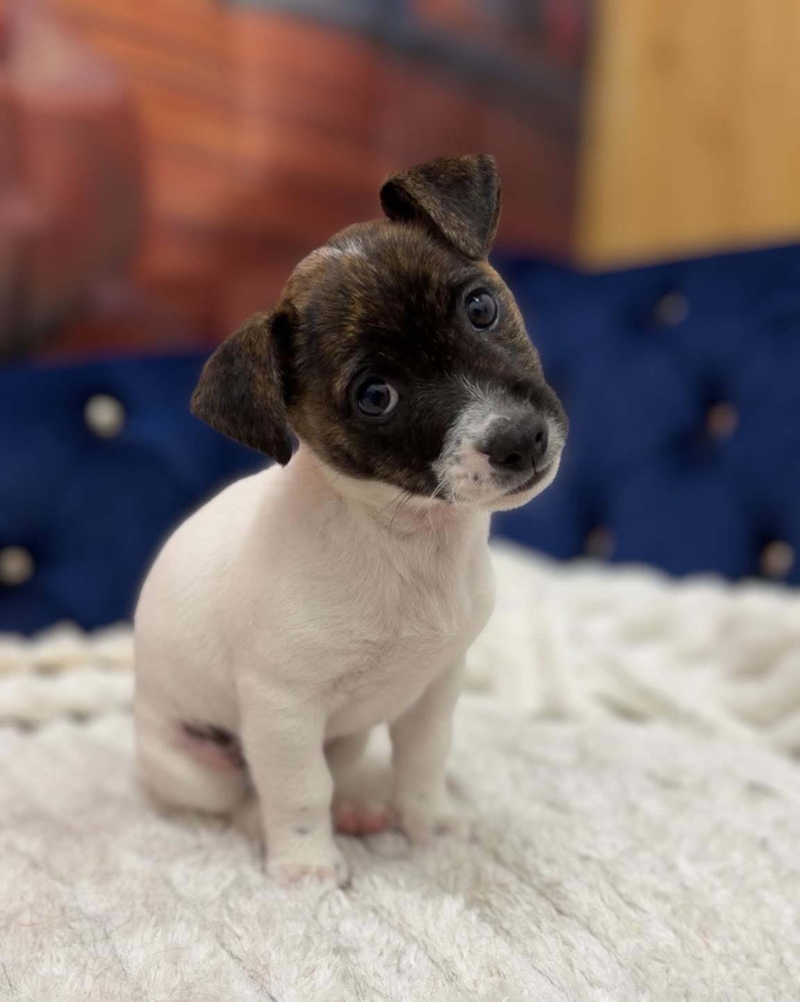 We’re in puppy heaven! ☁️🐶
Did you know we offer Puppy Introductory Packages where you can get three sessions for the price of two!
📆Schedule your pup at 12, 16 and 20 weeks old to introduce and desensitise them to our grooming environment and experience.
To find out more, get in touch!
📞01582 353603
🌐www.royalsdoggrooming.uk
📸Stripe the JRT
📸Bella the Poochon