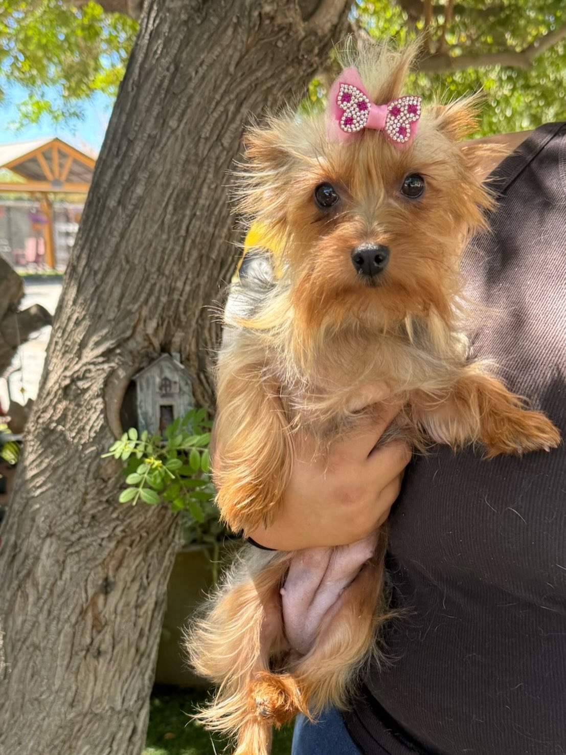 This is Paisley. She is an 18 month old Yorkie. She is a shy, sweet, little girl. She is about 6 pounds. She came in with her sister, Pansy.