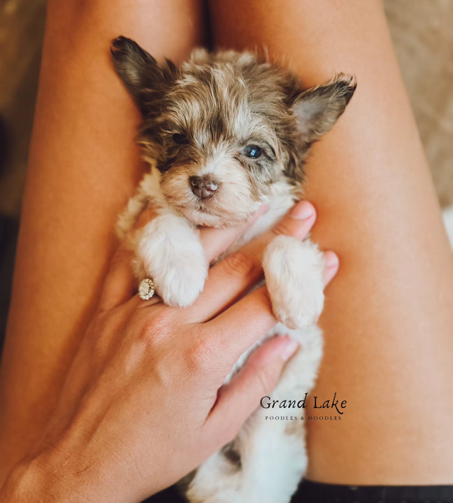 The best way to start September? Snuggling puppies! π₯Ήπ
#schnoodle #schnoodlepuppies #merleschnoodle #schnoodlepuppy #schnoodlesofinstagram