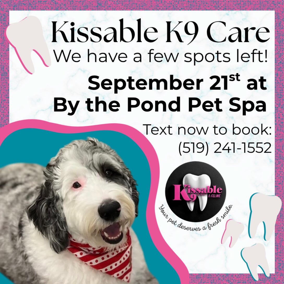 Text or call us NOW before the last spots are taken 🦷🐶
(519) 241-1552
#kissablek9 #dogsofinstagram #doggroomer #doggroomingsalon #cambridgeontario