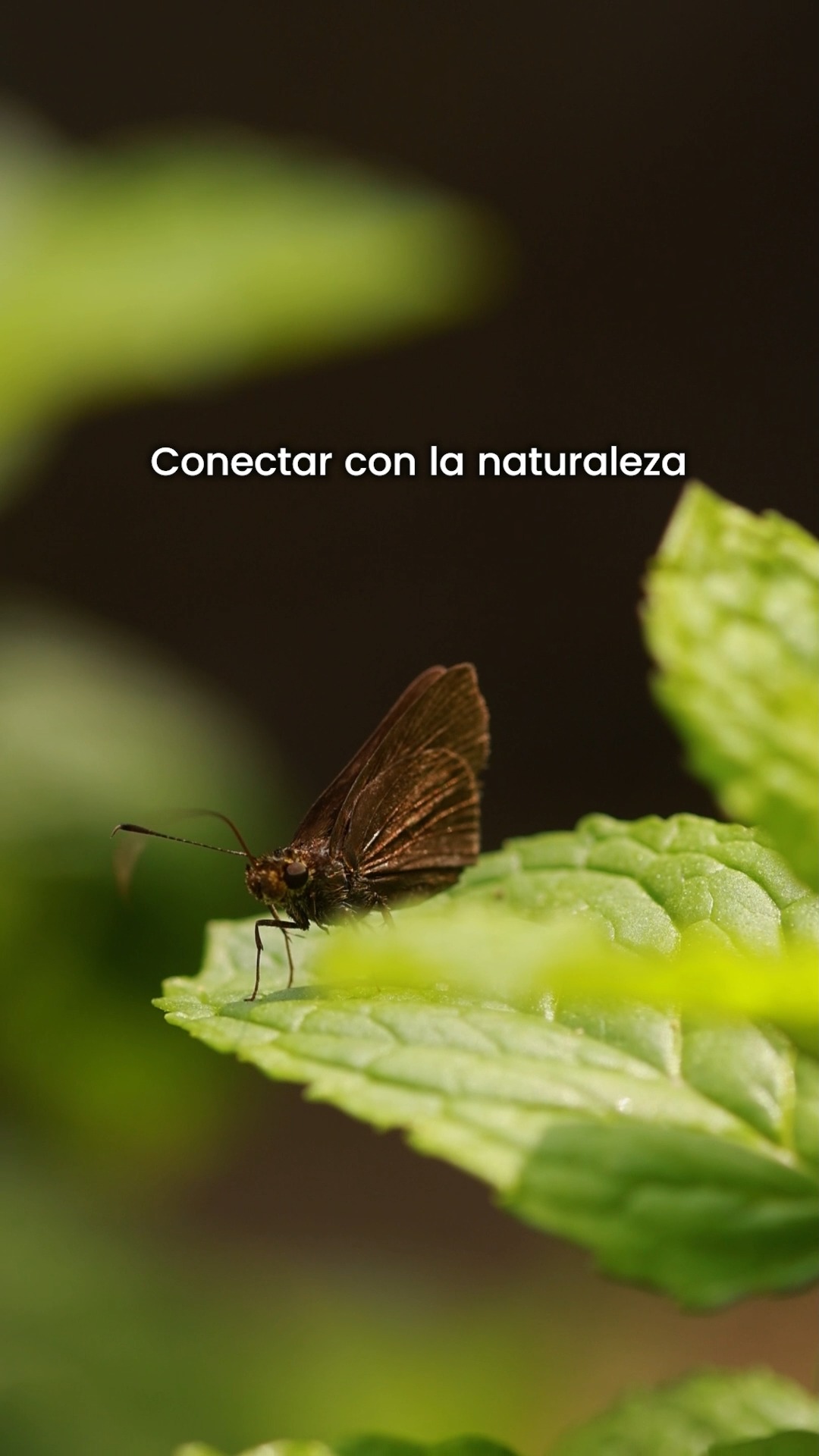 Conectar con la naturaleza se disfruta mejor en compañía. 🌿💚
Compartir una caminata, descubrir nuevos rincones y dejarse sorprender por la vida que habita en el Jardín también es una forma de crear momentos juntos.
Haz una pausa, sal de la rutina y ven a disfrutar la naturaleza con quienes más quieres. Te esperamos en el Jardín Botánico de Cali.
#naturaleza #cali #jardínbotánicodecali #bienestar