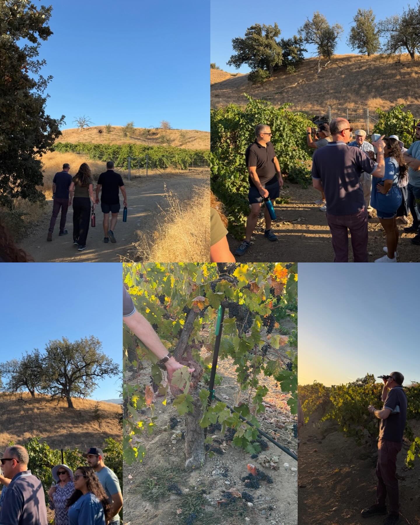 A ‘field trip’ with my Wines of CA students and guest lecturer, Professor Bauccio, to a vineyard that boasts some old vine Zinfandel … Paso? Lodi? Nope. COC Santa Clarita’s own Reno Belli Vineyard on campus, followed by a vertical tasting of Zinfandel wines produced from that vineyard. Wine Studies at College of the Canyons: LA County’s best kept wine education secret! #wineeducation #lawine