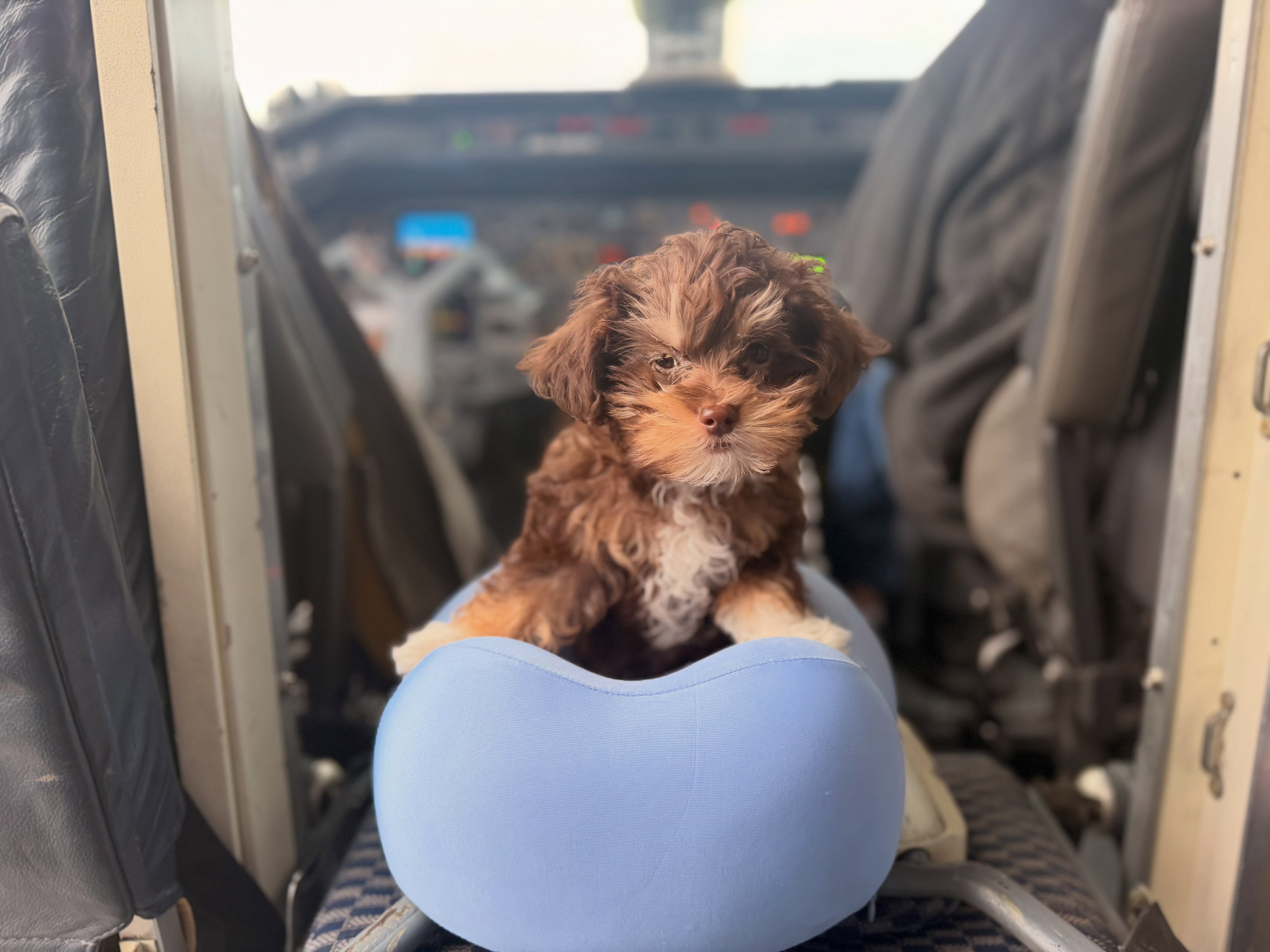 Two flights. Six landings. More than 200 lives headed somewhere better. ✈️🐾
From California to Idaho, Colorado, Washington and Montana, dogs and cats will leave overcrowded shelters behind.
And when those plane doors open, someone will be waiting.
That’s why we fly. ❤️
Help us keep flying. Link in bio or text LETTHEFURFLY to 53555 to give.
#letthefurfly