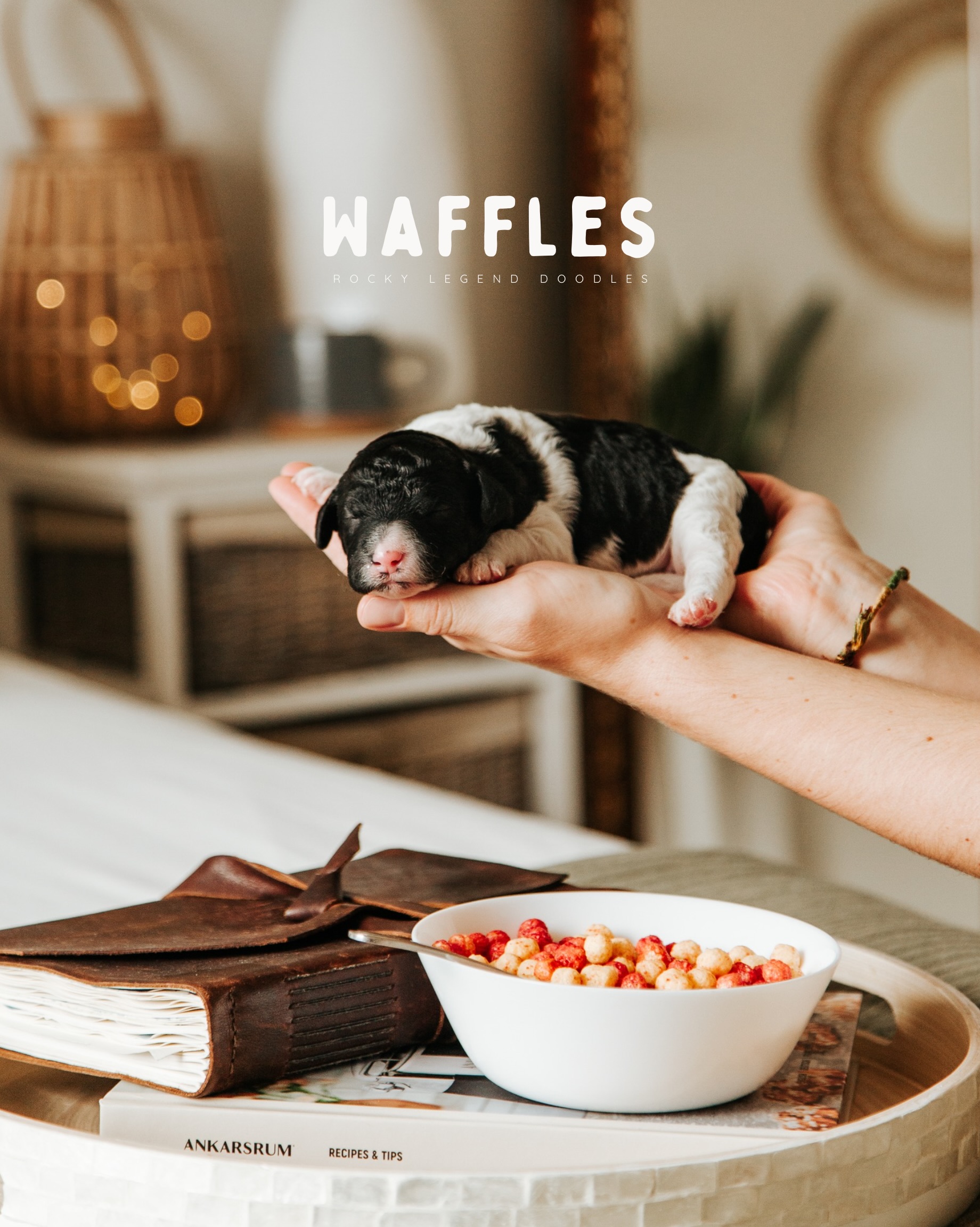 Please welcome…
The Sunny-Side Breakfast Crew 🍳🥞☕️
August 27th, 2026
We’re so happy with the four little miracles Kaia & Ruger brought us last week 😍 We’re loving the unique colour variety — each one is something totally different.
Kaia is taking splendid care of her little babies and they are already getting soooo chunky 🤭 We’re so excited to watch these cuties grow over the next several weeks!
••••••••••••••
🐶 2 females, 2 males
🏡 Homing: October 22nd
🐾 Size: 20-30lbs (Mini)
🐕🦺 Breed: Multigen Aussiedoodles
💌 Availability is limited! Apply (and learn more about now our
process + pups) at RockyLegendDoodles.com