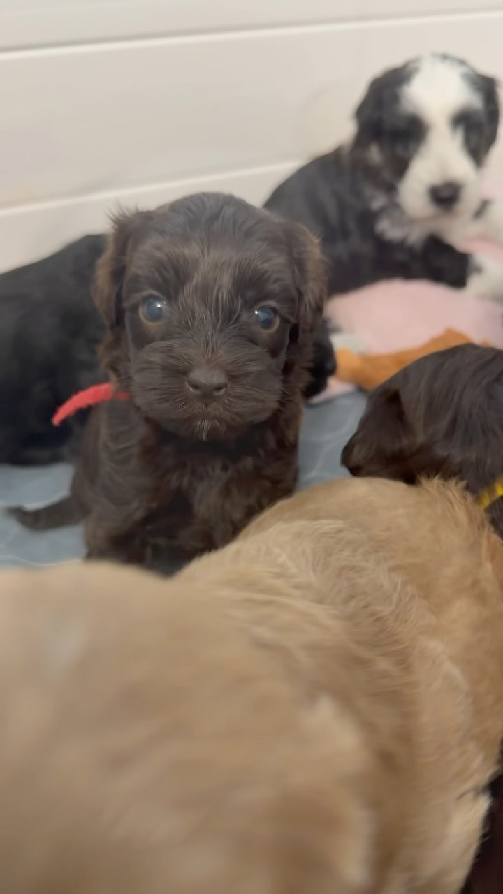 It may be a rainy Michigan Friday but these cuties are ready for party time with some new toys! These 4 week old cuties are really getting around all of a sudden and playing like the big dogs ❤️🐾🌳#friyay
.
.
#australianlabradoodle #southmittenlabradoodles #minilabradoodle #fridayvibes