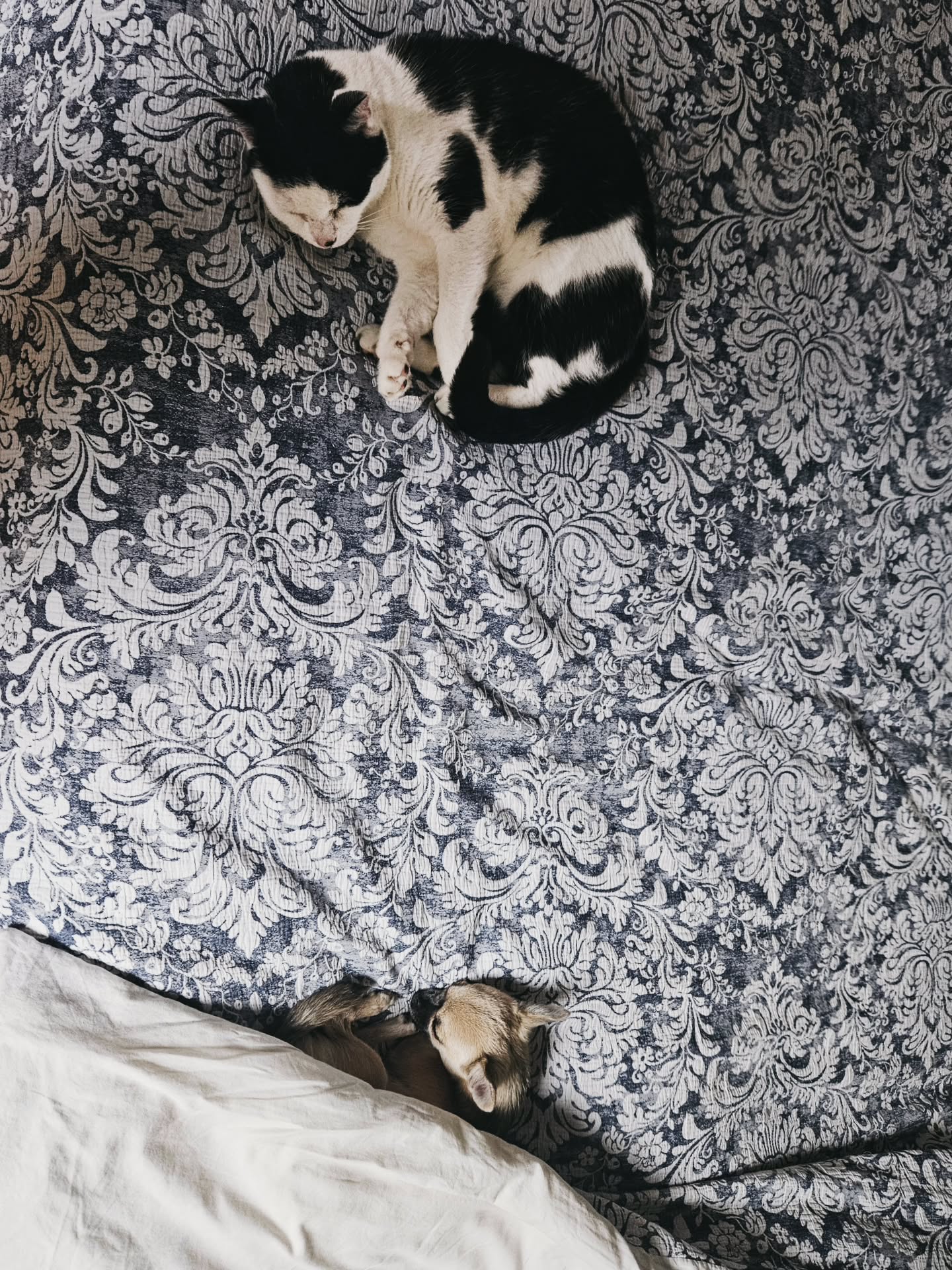Not quite best buds… but we have achieved same-bed status. ❤️
I’m taking the win. One day, Scar & Zalli. One day. 🐾
#catsanddogslivingtogether #bestbuds #petsofinstagram