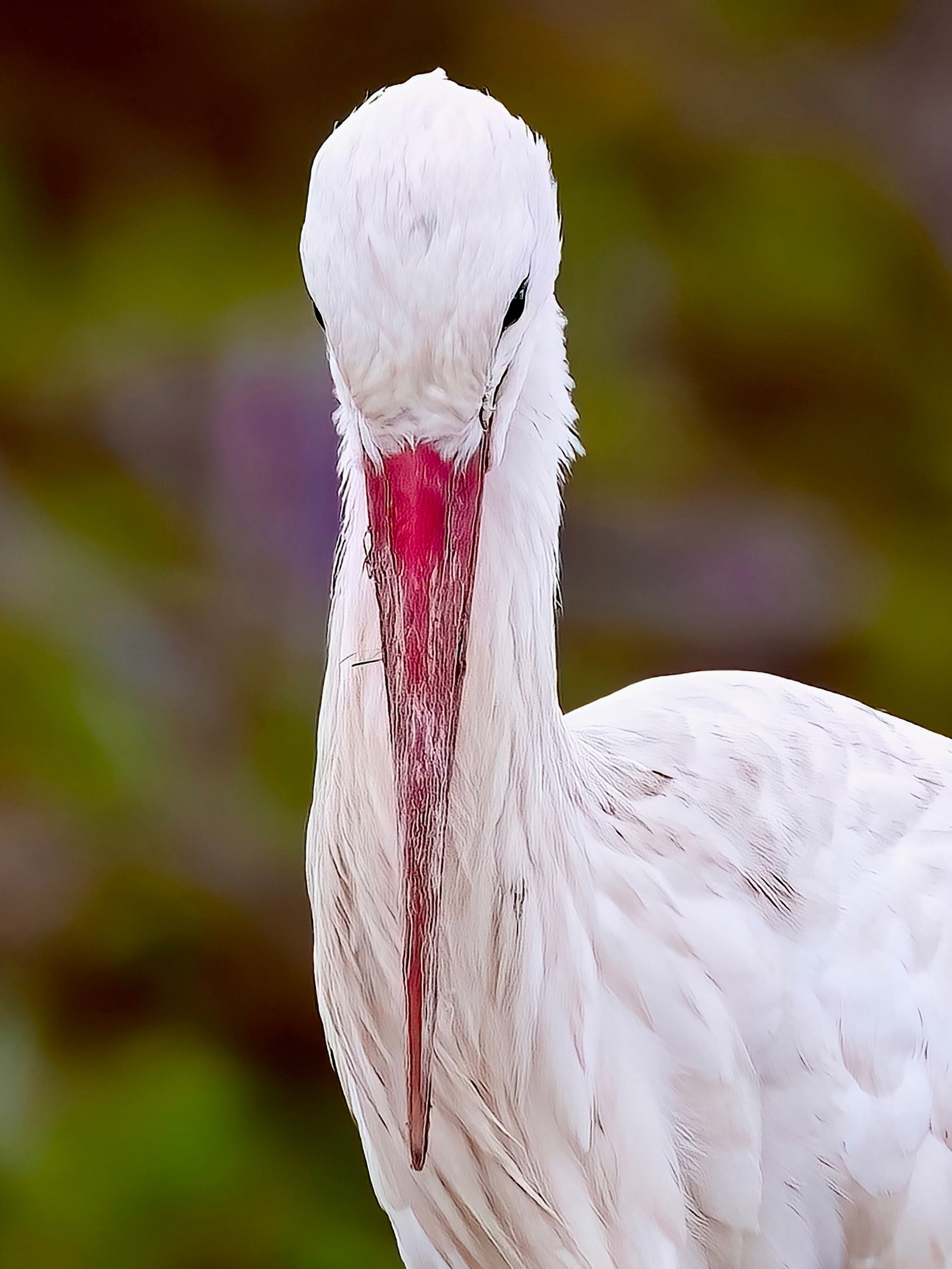 Jungstorch auf Entdeckungsreise 🪽
Noch etwas zerzaust, noch nicht ganz erwachsen, aber schon mit wachem Blick in die Welt. Der lange Schnabel, das feine Gefieder und dieser neugierige Ausdruck erzählen von einem kleinen Storch, der langsam seinen eigenen Weg entdeckt.
„Noch jung an Jahren, doch schon mit dem Blick weit hinaus.“ 🌿🪽