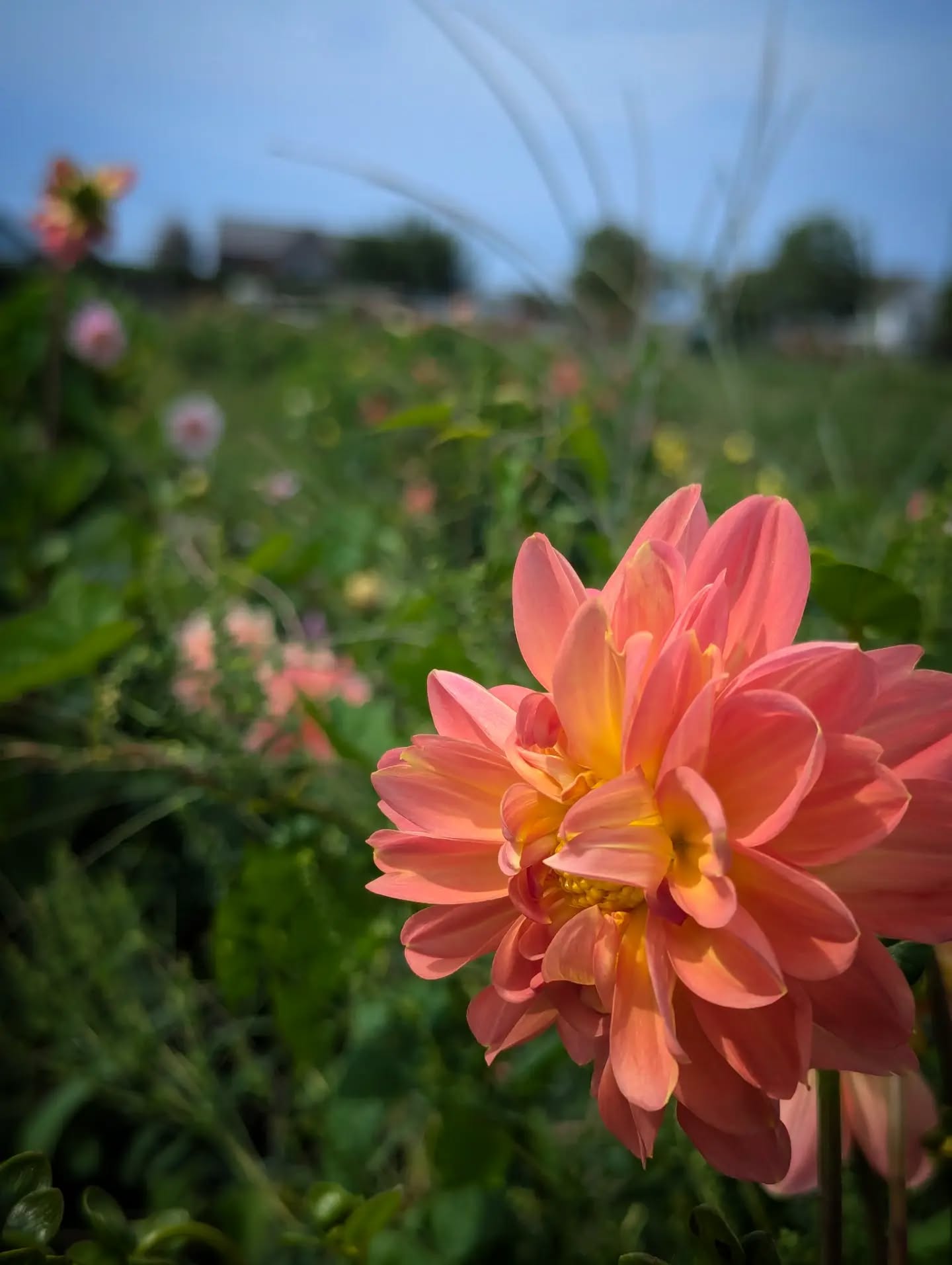 Dahlias Dahling!
Stopped to pick some flowers at the most inconvenient time. Luxury indeed!!
#outeast
#farmstand
#pickyourown