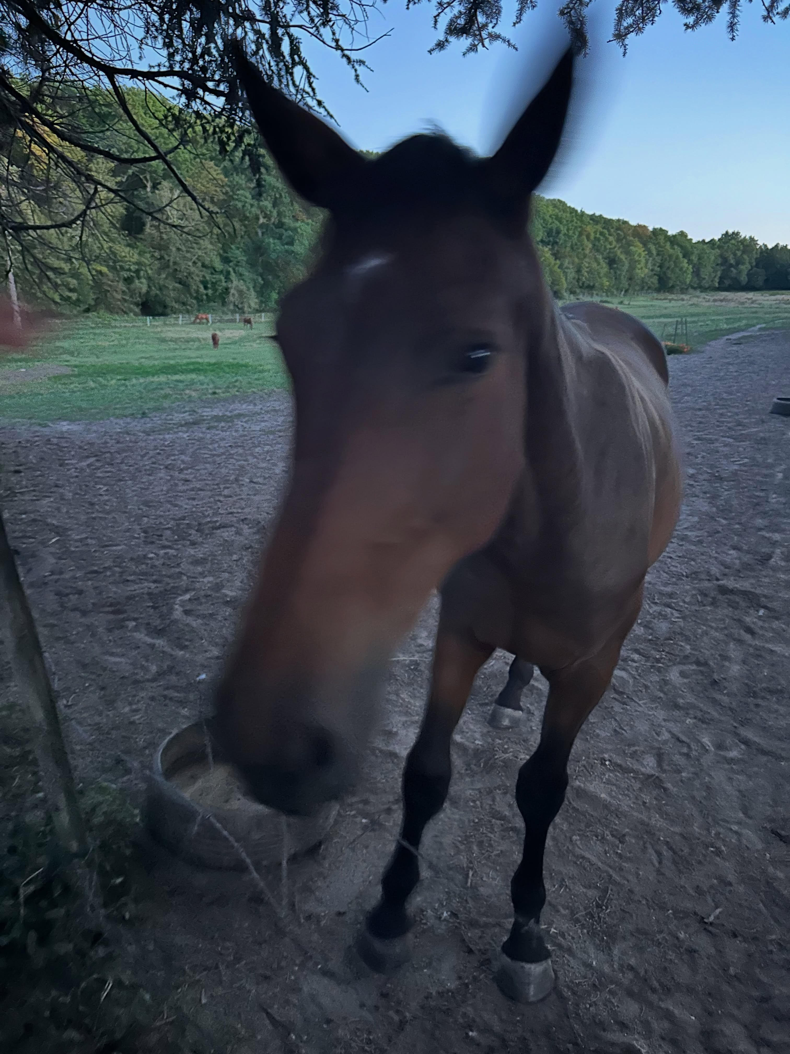 We have a friendly horse this time. In Angers we walked around a castle and the village had many dogs enjoying the sunshine. Then at a Count’s Chateau his dog needed to say hello and we pet the horsies. #dogsoffrance #angersdogs