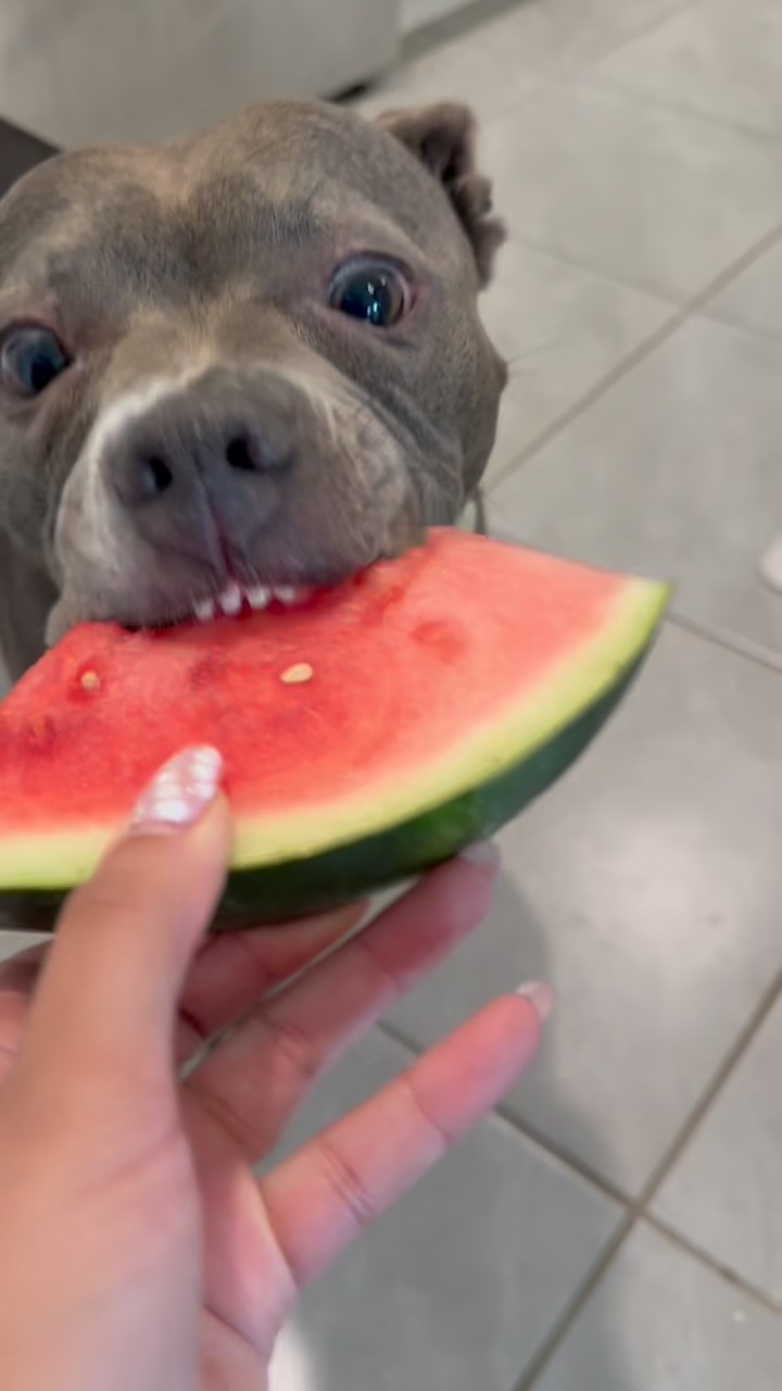 Lily wants a family to call her own. She is 4 years old, about 50lbs, housebroken, crate-trained and oh-so sweet! She loves her people very much, she just has to be the only pet.
She loves snacking on fruit, jumping in her splash pad, playing with her toys, and taking naps on the couch. 💗
If you’d like to meet this sweetie pie, please apply here:
https://www.shelterluv.com/matchme/adopt/MMFL/Dog
Lily is a part of the Last Chance Dog Project, a program with @operationhomewardbound to save dogs from death row at PBCACC.