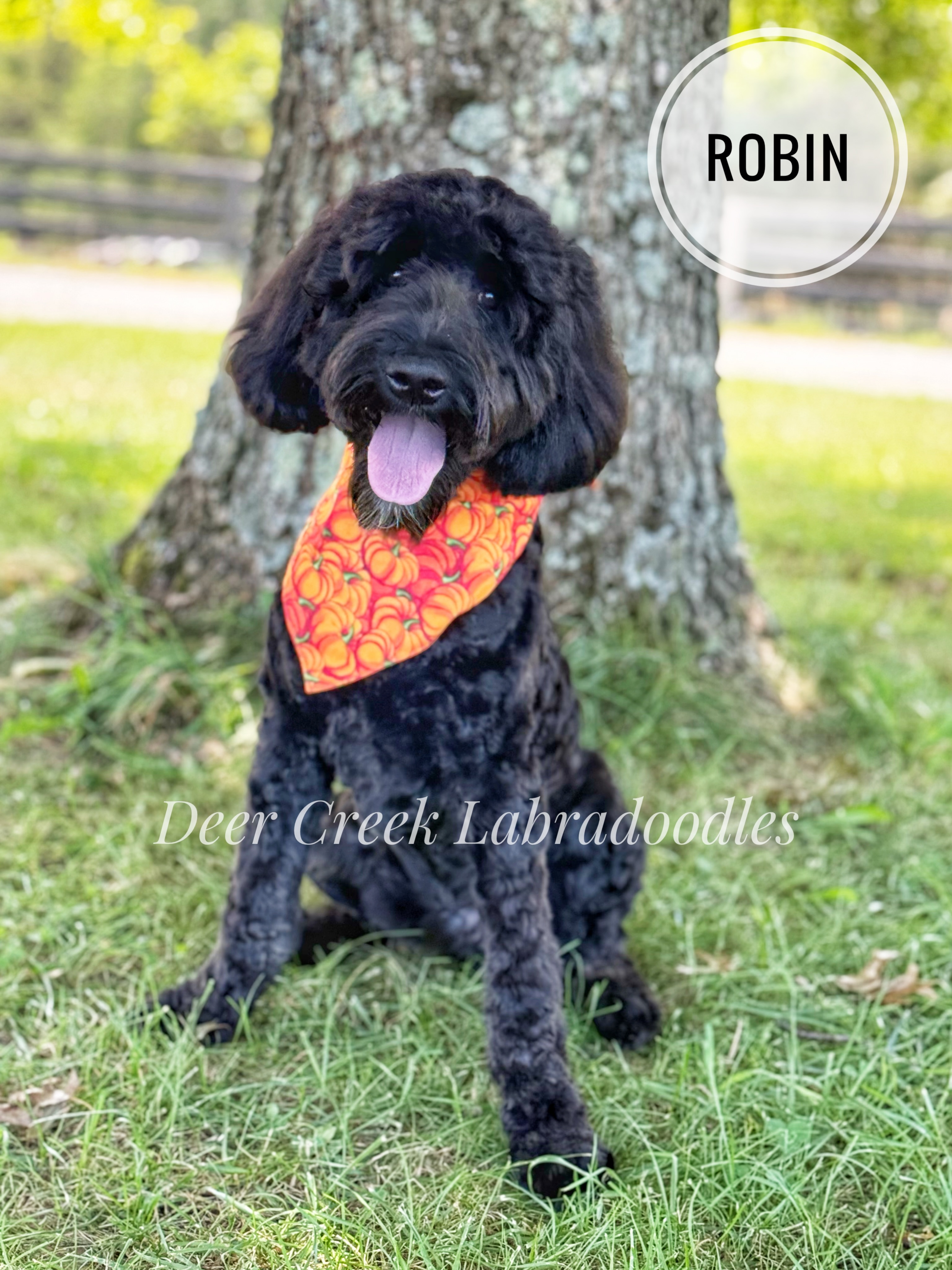 Robin is the kind of puppy who melts hearts without even trying! A gentle little soul with a big heart, he loves people more than toys, checks in on everyone around him, and handles new things with sweet confidence. He’s tenderhearted, eager to please, and already showing signs of being a loyal little sidekick. Happy-go-lucky, cuddly, and a good worker too — basically the perfect mix of soft boy and best friend energy. #deercreeklabradoodles #labradoodlepuppy #doodlepuppies #doodlepuppy #labradoodlenation
