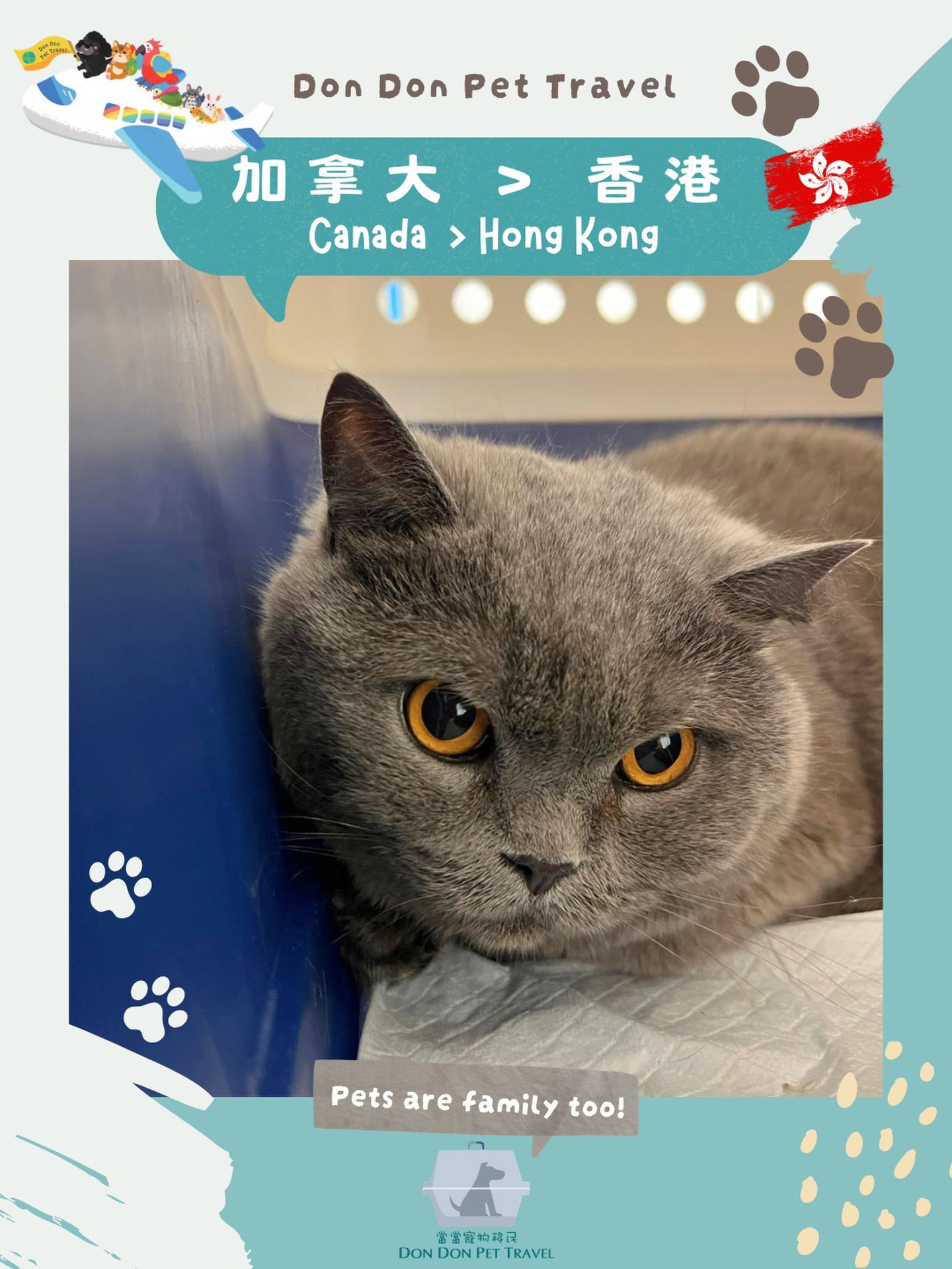 【🐱 Fat Tat到達香港】 🇨🇦✈️🇭🇰
多謝主人信任 ~
貓貓到港清關後就第一時間車佢返屋企休息
Fat Tat 係香港展開新生活 , All the best! ✨
#britishshorthair
我哋提供專業的一站式寵物移民服務✈️
查詢請直接WhatsApp : 9440 4933
———————————————
營業時間: Mon-Fri 10am-6pm
Website: www.dondonpettravel.com
#petrelocation #移民香港 #寵物移民 寵物移民公司 dondonpettravel
