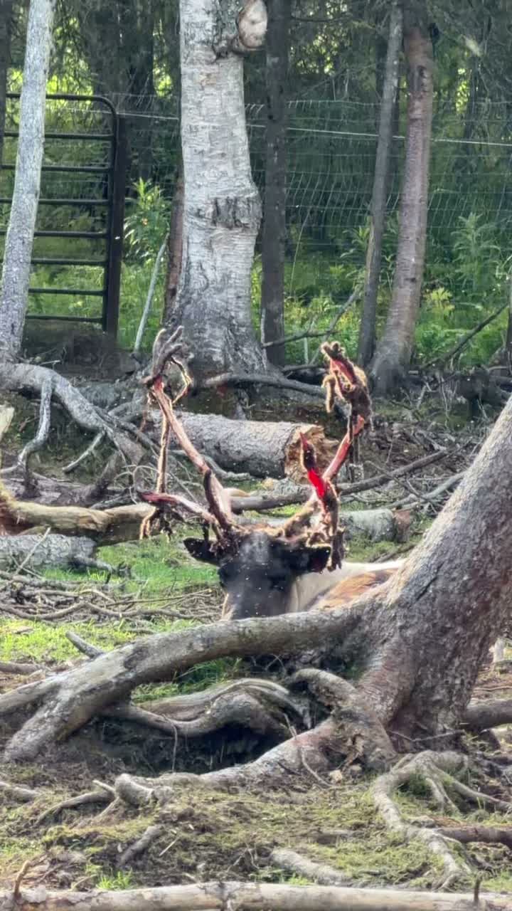 I spy more velvet coming off antlers! #reindeer #Alaska #velvet #shedding #sheddingseason #antlers #breedingseason