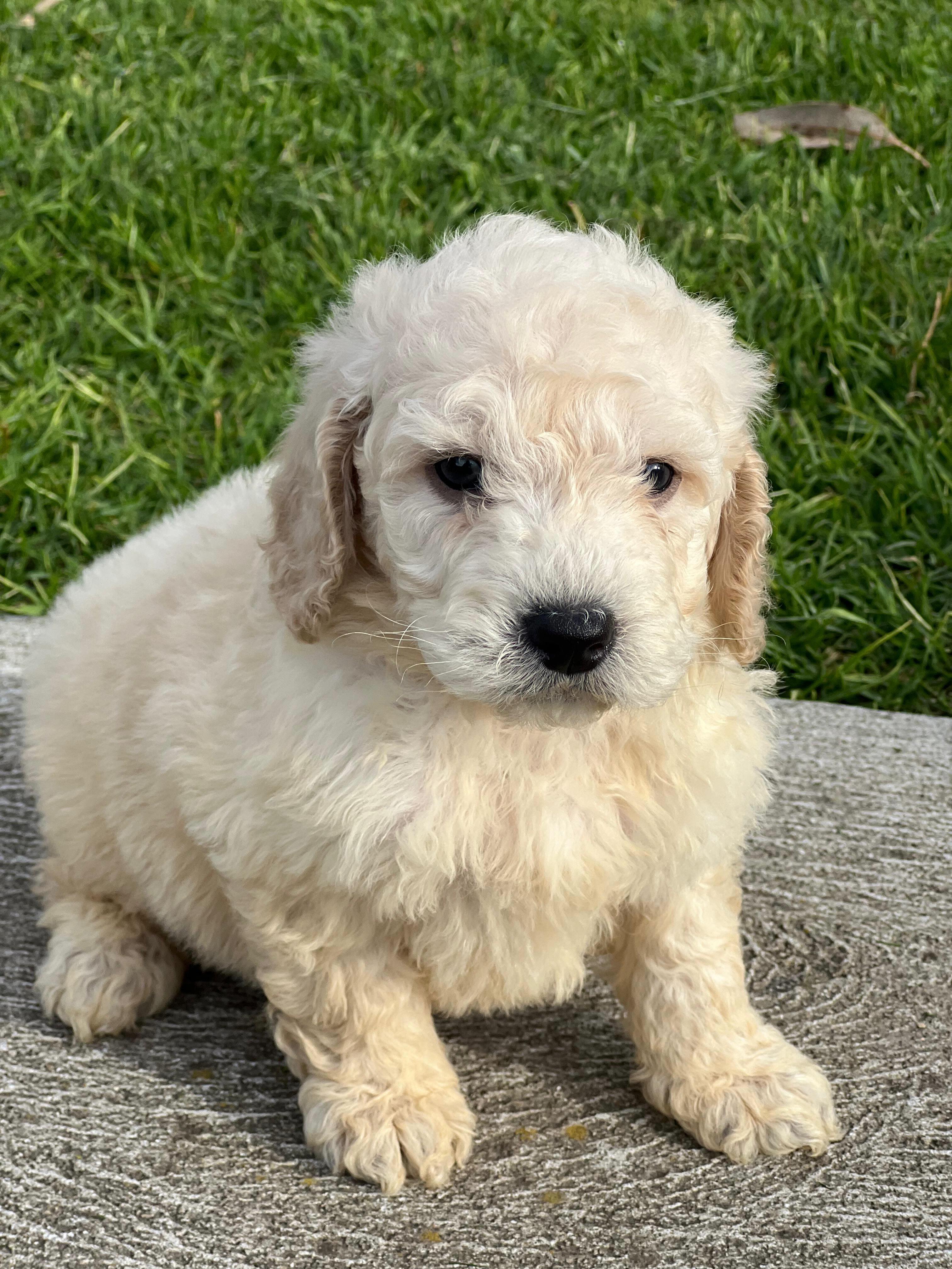 Say hello to our adorable F1B Mini Groodle boy 💙🐾.
Born 24/7/26 and ready 2/10/26, he’s playful, cuddly, and full of sunshine.
With parents Goldie & Harry Styles, this little man has charm in his DNA.
Microchip: 956000018889339 • Source No: BR100575.
A sweet soul growing more lovable every day.
#MiniGroodleMagic #PuppyLove #FutureBestMate #FurBabyJoy #puppiesdownunder
