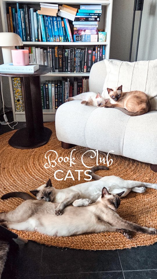 Private book club for cats only. Humans may enter... if there’s still a seat left 😹🤍 (Deutsche Version unten)
#MysticPaws #ThaiCats #ThaiCat #CatLife #CatsOfInstagram
______________________________
Privater Buchclub nur für Katzen. Menschen dürfen hinein.... falls noch ein Platz frei ist 😹🤍