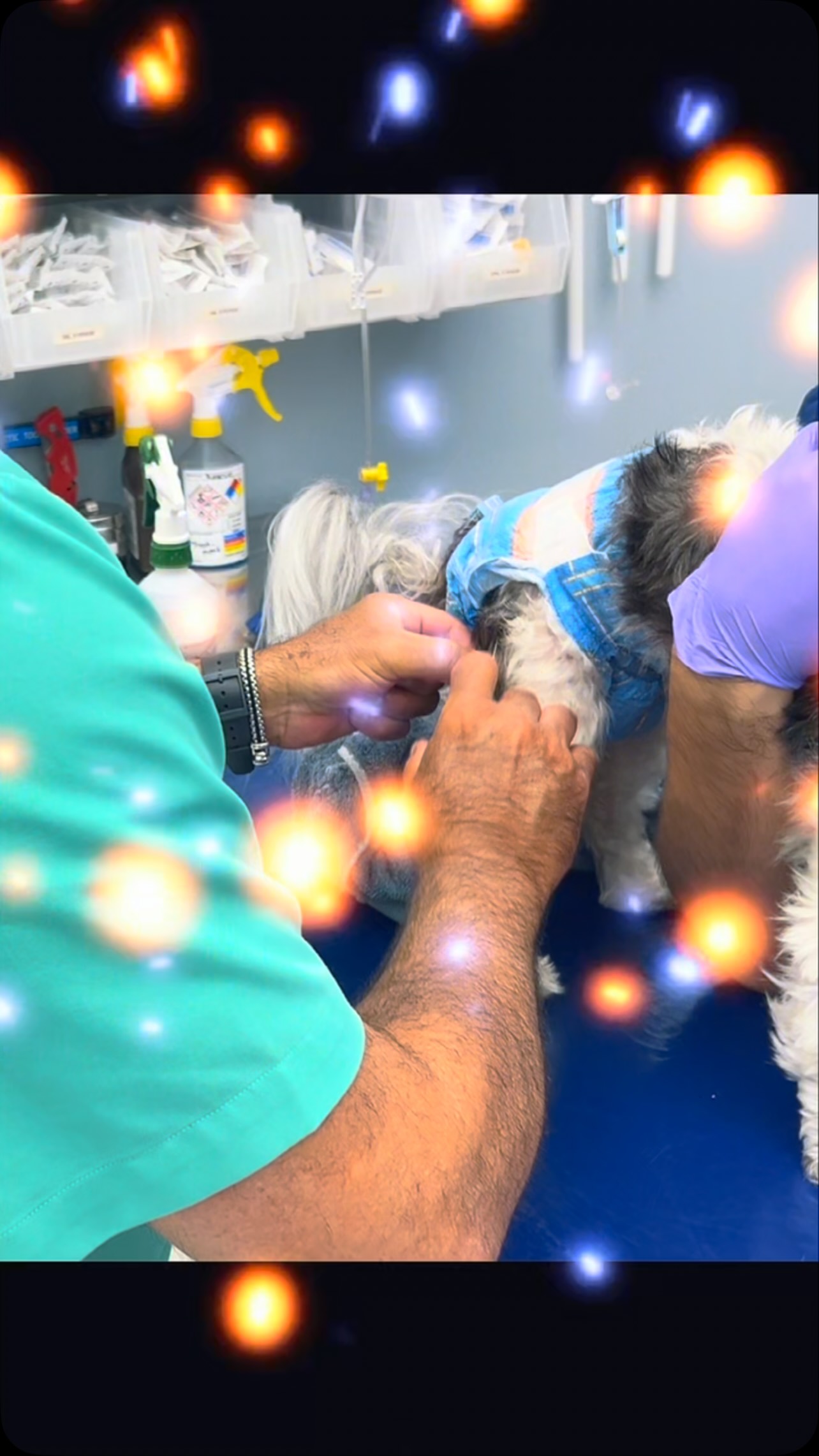Palmetto Animal Clinic
📲305-824-9990
📍1919 W 68 St. Hialeah, Fl 33014
🌐Website:
https://www.palmettoanimalclinic.net
#palmettoanimalclinic #florida #miami #hialeah #veterinarymedicine vettech vetmed PalmettoAnimalClinic NewPatient FurFamily WelcomeLittleOne