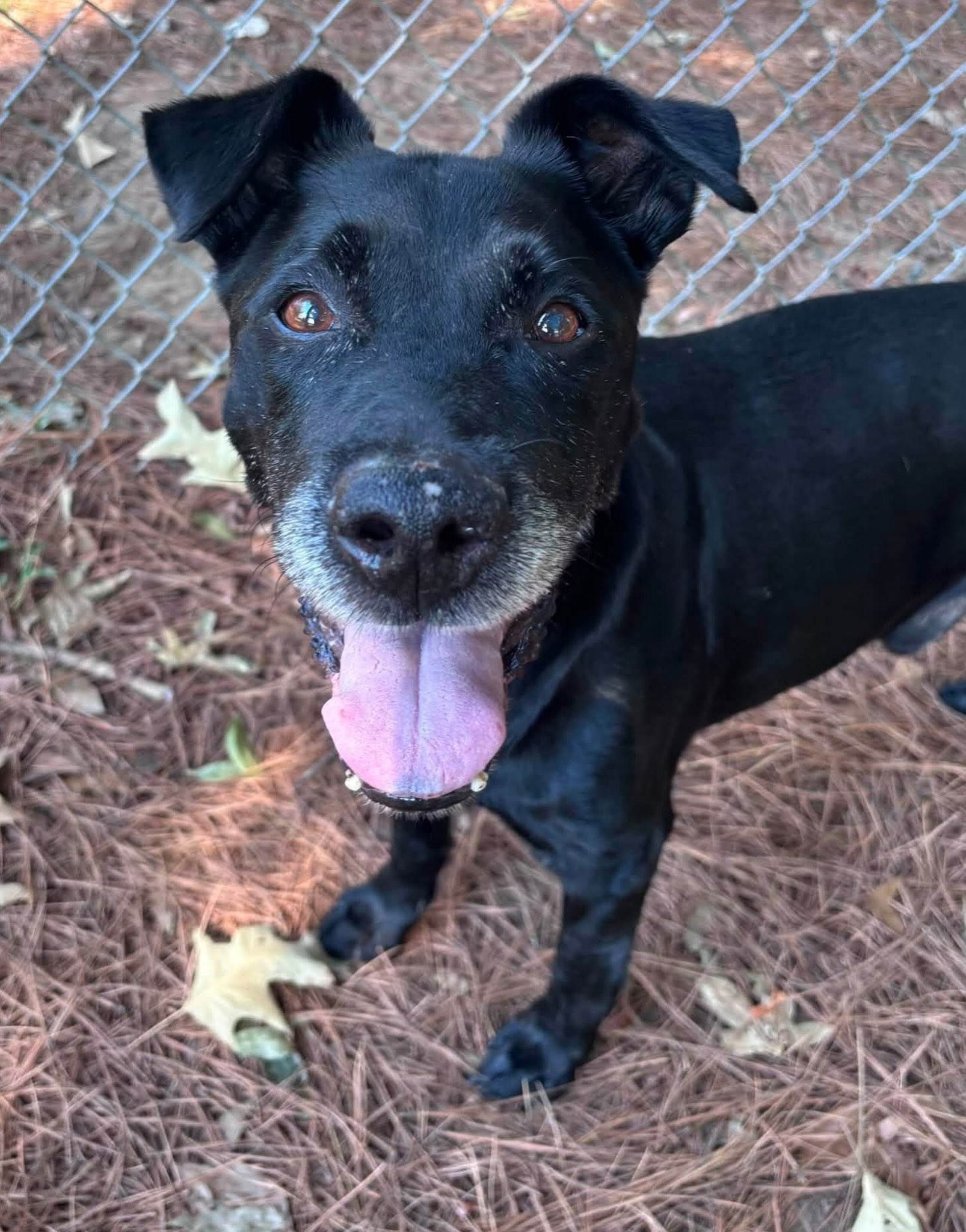This is 12 year-old Ace. His daddy died, and he would love another loving home to live out his final years.
He’s very calm and gentle, and so very sweet. ❤️
He lived with another dog, and he seems to get along great with other dogs. 🐕
He also keeps a clean kennel and does his potty business outside.
Meet Ace at 4500 Kramer Street, Tuesday-Saturday, 10:30-5.
His $90 adoption fee includes neuter, microchip, heart worm test, and shots.
The shelter will close early Friday 9/4 and all day Saturday 9/5 for Labor Day.