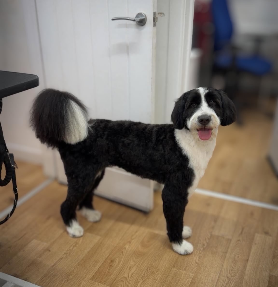 New girly on the block, Willow the Bernadoodle 🤩
✂️By Dani
📆Bookings available this September and October
🎅🏻Secure your Christmas grooms today!
📞01582 353603
🌐www.royalsdoggrooming.uk