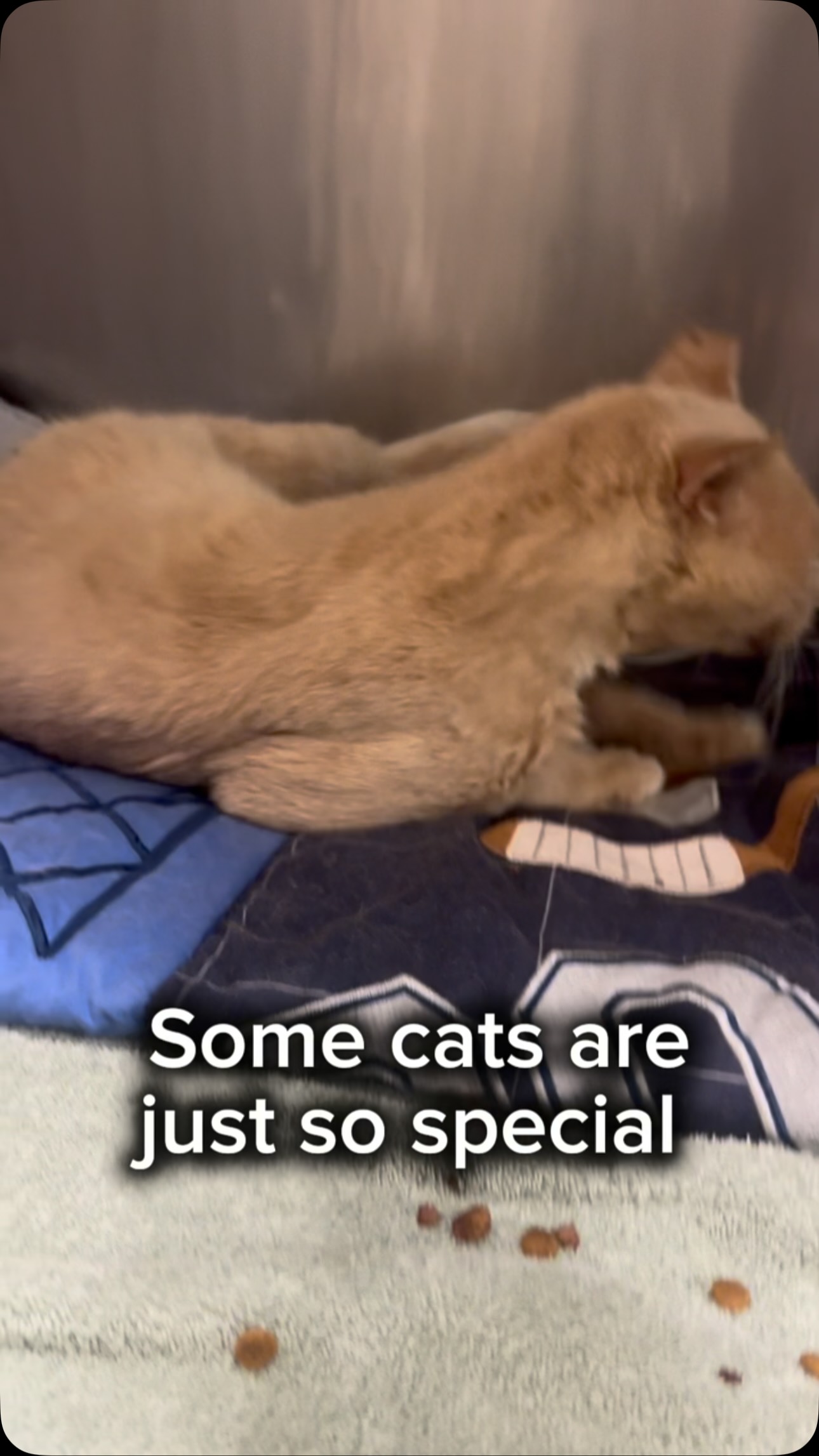 I mean if you think I’m gonna leave the shelter without a dirty old FIV+ ANGEL you’re crazy!!!!! Don’t worry he’s clean now and he’s the happiest cat in the world. Where the heck did he come from and how did I come at the perfect time to get to take him!!?? He’s missing most of his teeth which is great since many FIV+ cats need full mouth extractions at some point in their lives. I even got to meet the people who brought him in and they were crying that he was being rescued!
Cream Puff is guesstimated to be about 10 years old. He’s a mild mannered sweet boy who is just so grateful to have a safe place to sleep, many meals available to him, and people who love him all day long. He would do well anywhere!!