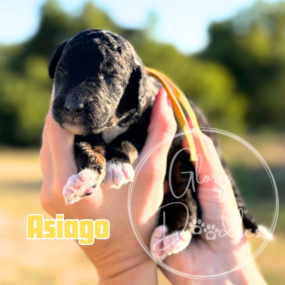 Introducing our Cheese Board 🧀 Litter of Multi-Gen Mini/Moyan Bernedoodles 🩷💙
7 boys, 3 girls and they’re all thriving!! They are currently 11 days old, with their eyes and ears still closed, but they are starting to attempt to scoot around and stand up!
Grace + Bernie’s precious pups have been confident, well tempered and so much fun. We expect the same out of this bunch! And we still have room on this waiting list. Contact us for more info :)
#bernedoodlepuppy #minibernedoodle #texasbernedoodles #texasdoodles