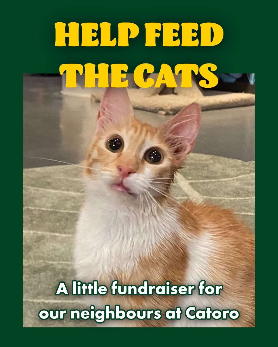 HELP FEED THE CATS
Catoro is an East Van rescue cat cafe just four blocks over from us. They are our neighbours, we adore the work they do, and right now the food for all their little cats is going out faster than it’s coming in.
Those kitties are hungry, they need our help.
We love animals. Most of us have pets; we love cats, we love dogs (especially when they visit the salon 🐶), and our feed is about 1/3 pets. So this was never a question, we want to help!
You can also help by bringing cat food to the salon any time we’re open, or add a donation to your bill. WET FOOD is the biggest need, but treats, toppers and toys help too. Nothing goes to waste.
As a thank you for every donation, your name goes in the draw for a Field Trip x Catoro gift basket worth over $500 — cat cafe passes, a $100 gift card, and a pile of our favourite things ✨
Donations taken through to September 29th.
We’ll be sharing more ways you can get involved in our stories, and we’ll be running food over as it comes in.
The cats are hungry now.
🫶🐈🐈🐈⬛ @catoropets
#eastvan #catoro #neighbourshelpingneighbours #rescuecats #adoptdontshop