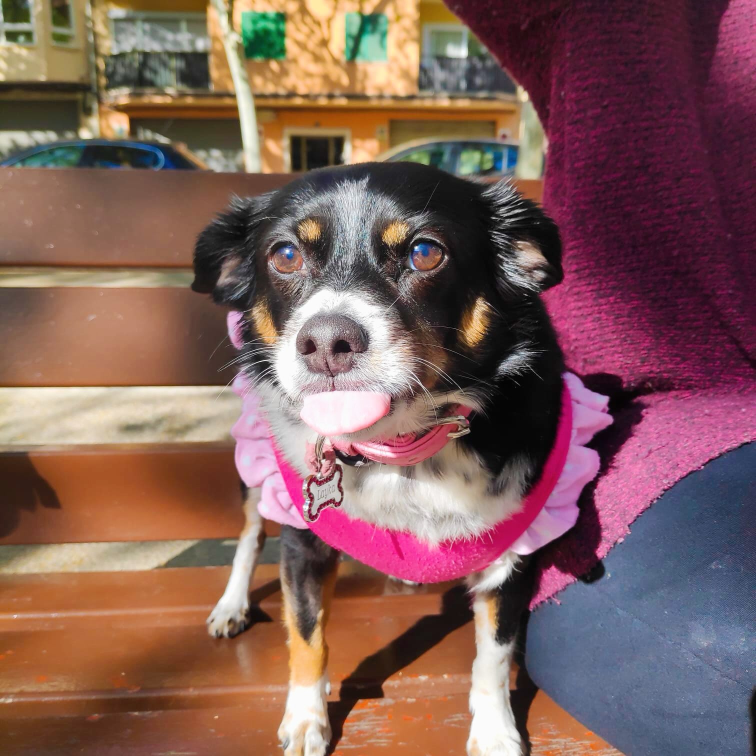 Querida Layka 💖
Iluminas con tu presencia en cada lugar que estás, eres amor puro y protección para tus seres queridos.
Que la vida te regrese todo lo que das porque te lo mereces. 🐶💜
#mascotas #amor #compañia #cariño
