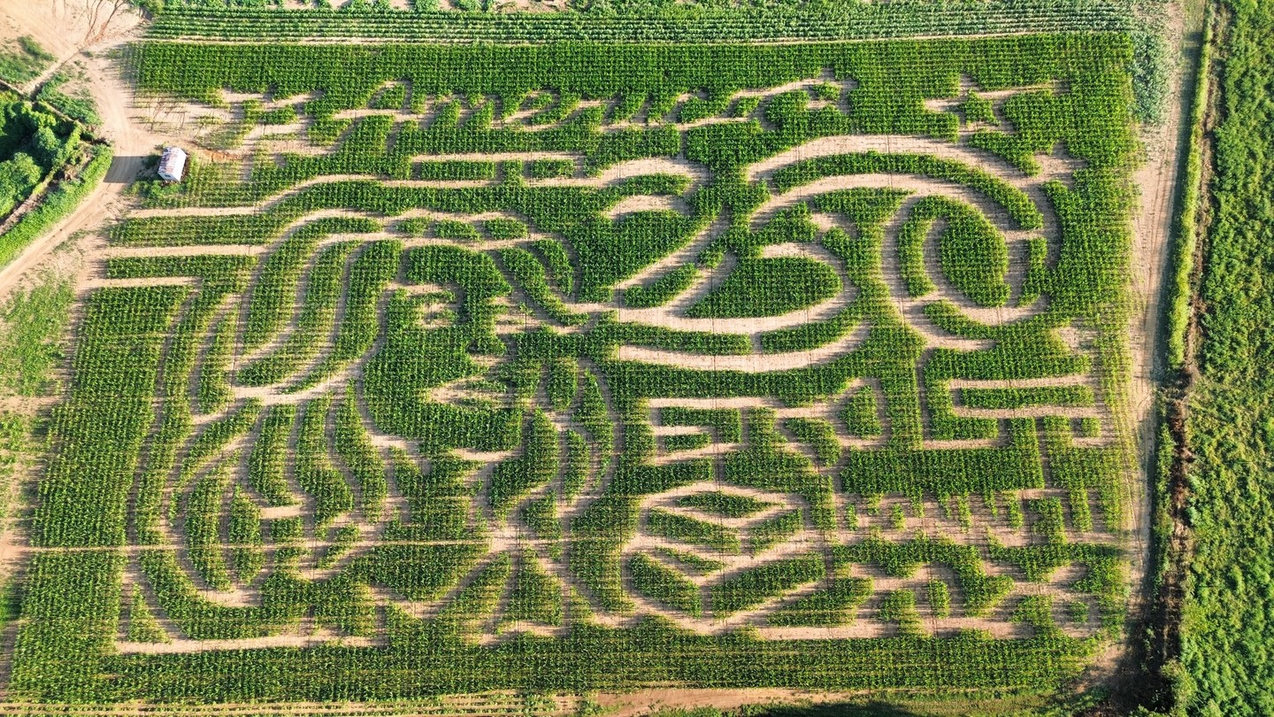 🦋🌽🩷 A bird’s eye view of our Dolly Parton corn maze.
After months of planning this year’s design, it’s hard to believe how much more meaningful it has become. Dolly has always held such a special place in the heart of Tennessee, and we’re honored to dedicate this year’s maze to her and the incredible legacy she leaves behind. 💛
We hope you’ll come walk through it with us beginning September 19.
📍 Donnell Century Farm | 3720 Hwy 70 E, Jackson, TN
🎟️ Our Ticket Flash Sale goes live Monday at 8am: donnellcenturyfarm.com