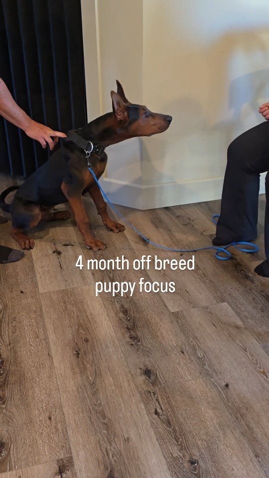 This boy is going to make his mark on the breed.
At just 4 months old, look at how well he is already able to channel that food drive into focus and engagement with his handler. The drive is there, but more importantly, so is the ability to direct it into the work.
I could not be happier with where this boy is at or who he is with. When your main trainer and mentor decides he wants a dog you produced, you know there has to be something special there. But even knowing the potential this boy had when he left me, I am truly impressed with what I'm seeing.
He is out there holding his own and leaving working-line dogs that have been selectively bred to do this for generations in the dust, at only four months old.
This is what I want to see from the Laizhou Hong. Not just power, drive, or intensity, but a dog that can channel all of it into the handler and into the work.
I could not be more excited for the future.
Thank you Eric & Brooke for taking a chance on this boy & putting in all the work to bring out his full potential.
#frekifreek #notadoberman