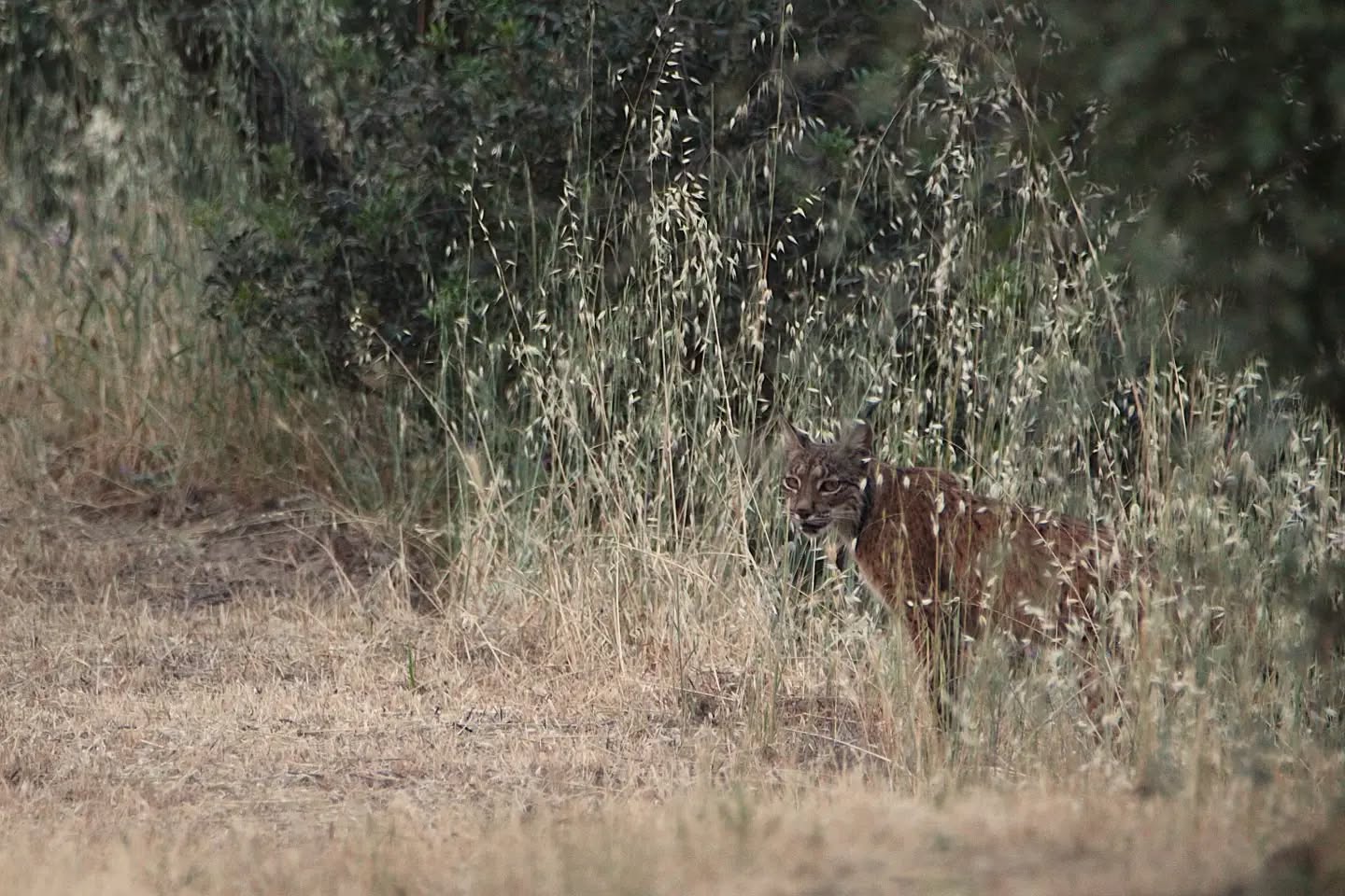 🇪🇸 Desde España, Suiza, Holanda, Reino Unido, EEUU, Canadá, Bélgica, Alemania, Italia, Portugal, Francia, Japón o China...
Vengas de donde vengas, limítate a vivir el momento.
Nosotros nos encargamos de todo.
🚙 Safaris 4x4 para observación y fotografía de lince ibérico.
📸 Hides especializados para fotografía de lince ibérico.
🐦 Observación de aves.
🦌Safaris 4x4 para observación y fotografía de la berrea del ciervo.
🔭Talleres de astronomía para observación del cielo nocturno.
Con guías locales, biólogos, ambientólogos y técnicos especialistas en recursos naturales, en idioma español o inglés, material óptico de alta gama, itinerarios a medida y todo lo que necesites para que lo único de lo que tengas que preocuparte sea de disfrutar la experiencia.
www.lyncisecoturismo.com
lyncisecoturismo@gmail.com
(+34) 603 90 74 35
🇬🇧 From Spain, Switzerland, the Netherlands, the United Kingdom, the USA, Canada, Belgium, Germany, Italy, Portugal, France, Japan or China...
Wherever you come from, just focus on living in the moment.
We’ll take care of everything else.
🚙 4x4 safaris for Iberian lynx observation and photography.
📸 Specialized hides for Iberian lynx photography.
🐦 Birdwatching.
🦌 4x4 safaris for observing and photographing the red deer rut.
🔭 Astronomy workshops to observe the night sky.
Accompanied by local guides, biologists, environmental scientists and natural resource specialists, in Spanish or English, with high-end optical equipment, tailor-made itineraries and everything you need to make your experience truly unforgettable.
So you only have one thing to worry about enjoying the experience.
#iberianlynxsafaris #localguides #slowtravel