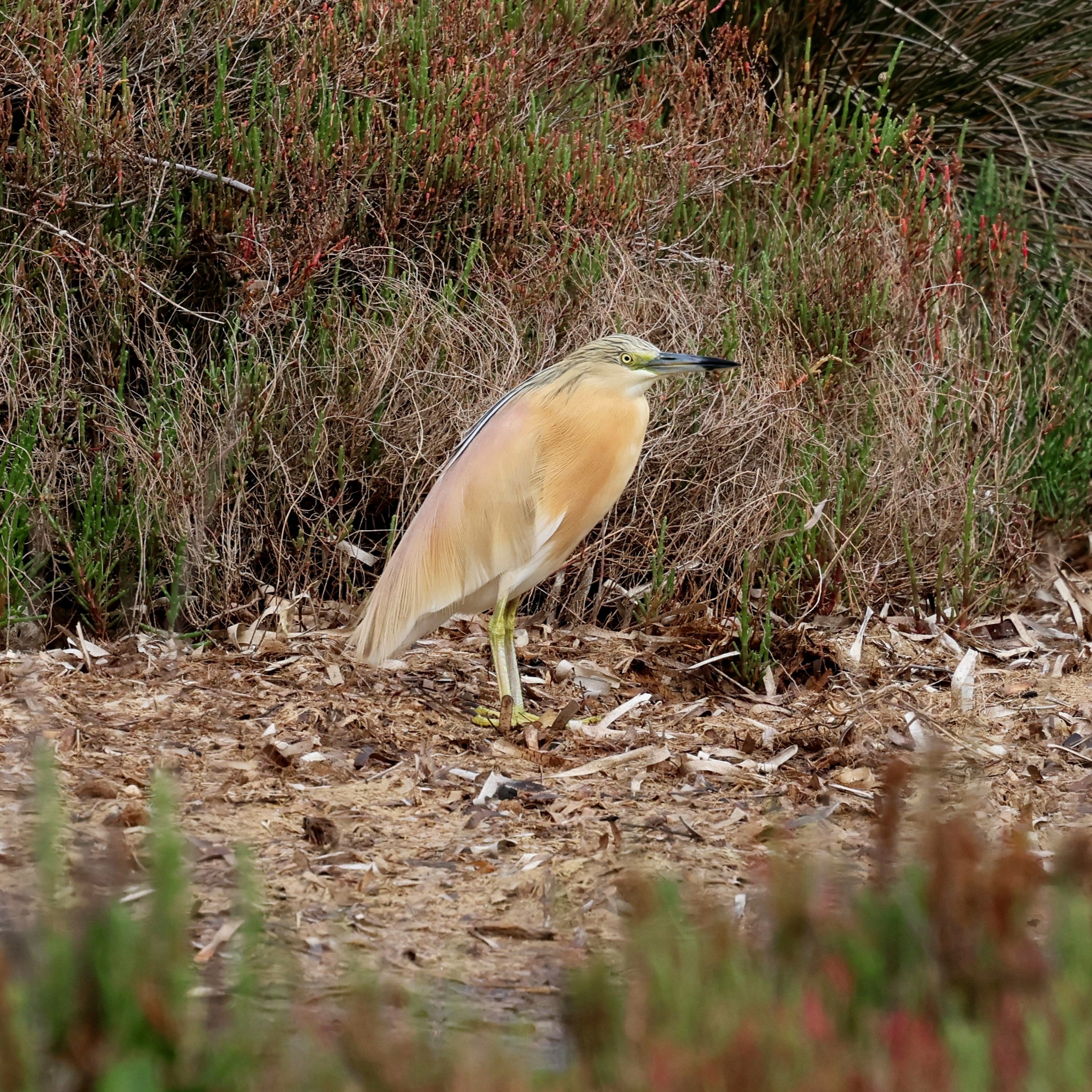 A squacco heron from earlier this year.
#islandwildlife #kefaloniawildlife #greekwildlife #guidedwildlifewalks #birdlovers