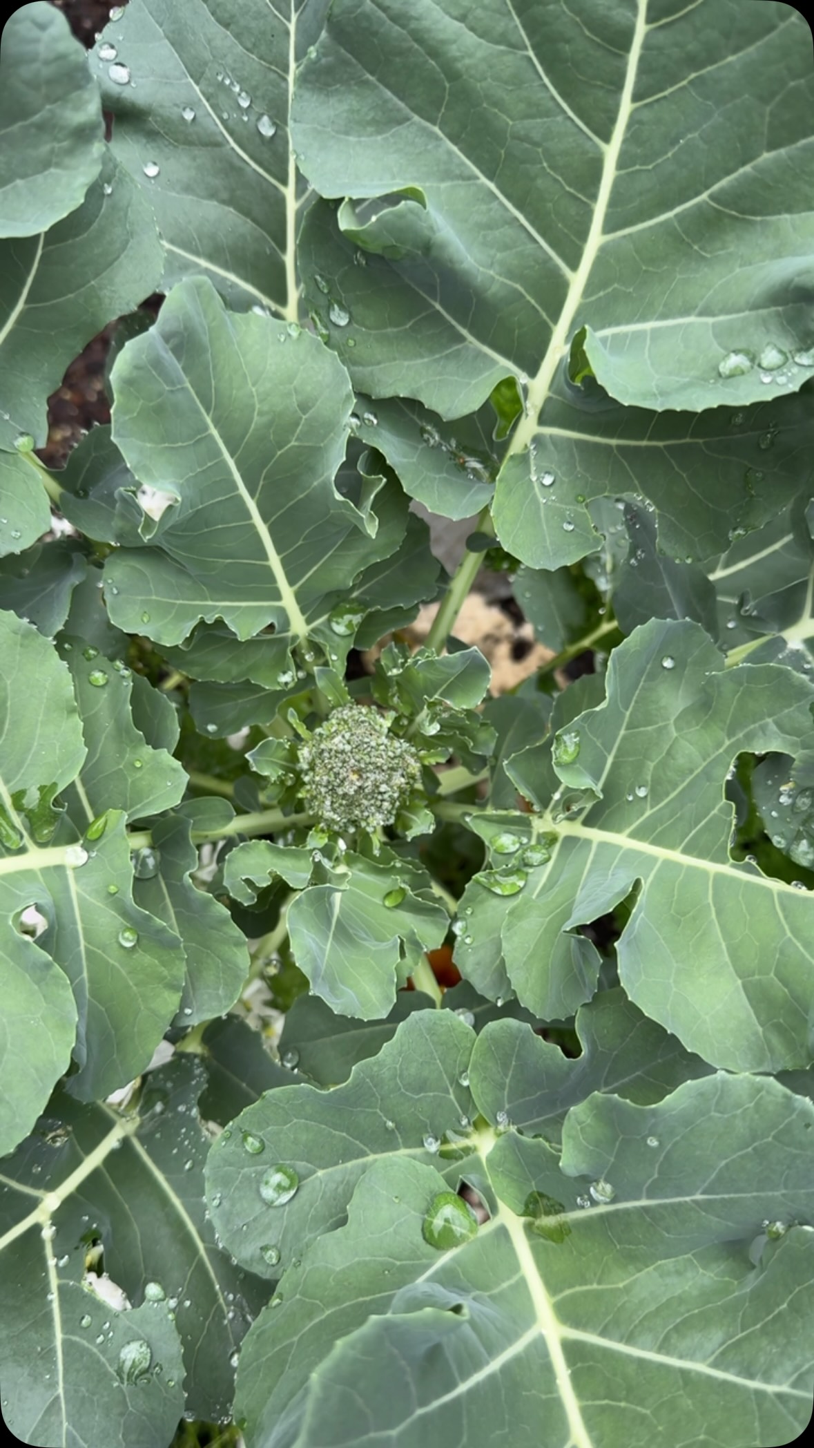 FINALLY 🥦
After what feels like forever with absolutely nothing happening, the broccoli is shooting!
The little side shoots are appearing and I’m ridiculously excited about it.
This is the stuff that makes growing your own food so good. Love sharing the excitement with ya!