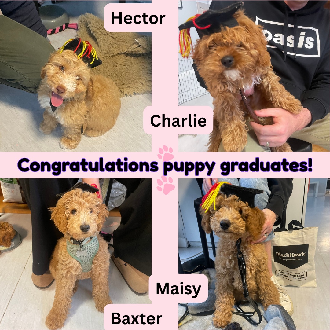 Congratulations to our puppy class graduates! A group of small puppies with big personalities, lots of energy and love for learning.
#puppypreschool #puppyclass #dogtraining #positivereinforcement #puppies
