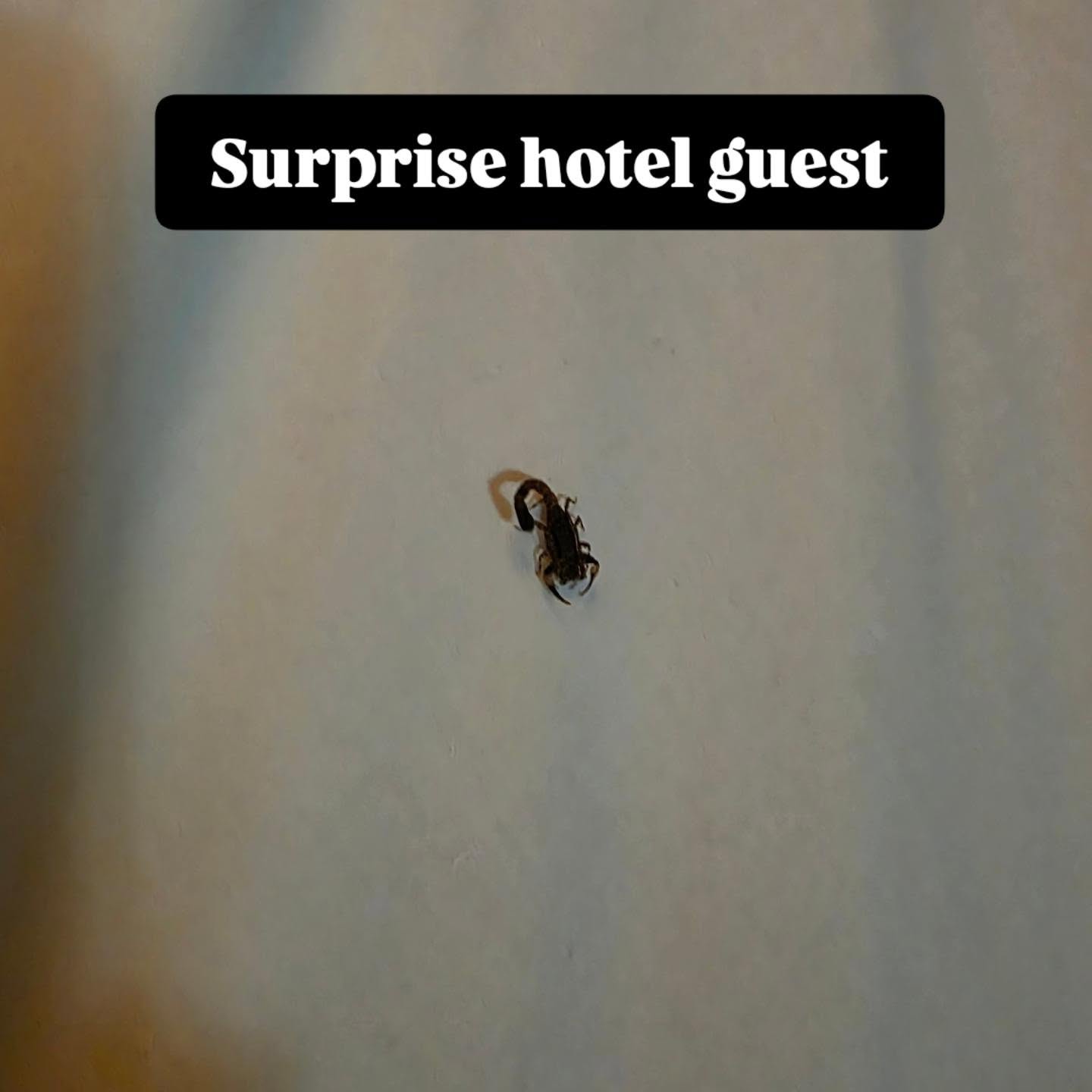 Thought of sharing with you @olivia.krein . This is another enticement for you to come visit and a reminder to always check the sheets in an unfamiliar room. We are staying at a bush chalet and we were joking about scorpions. So this was pretty timely.