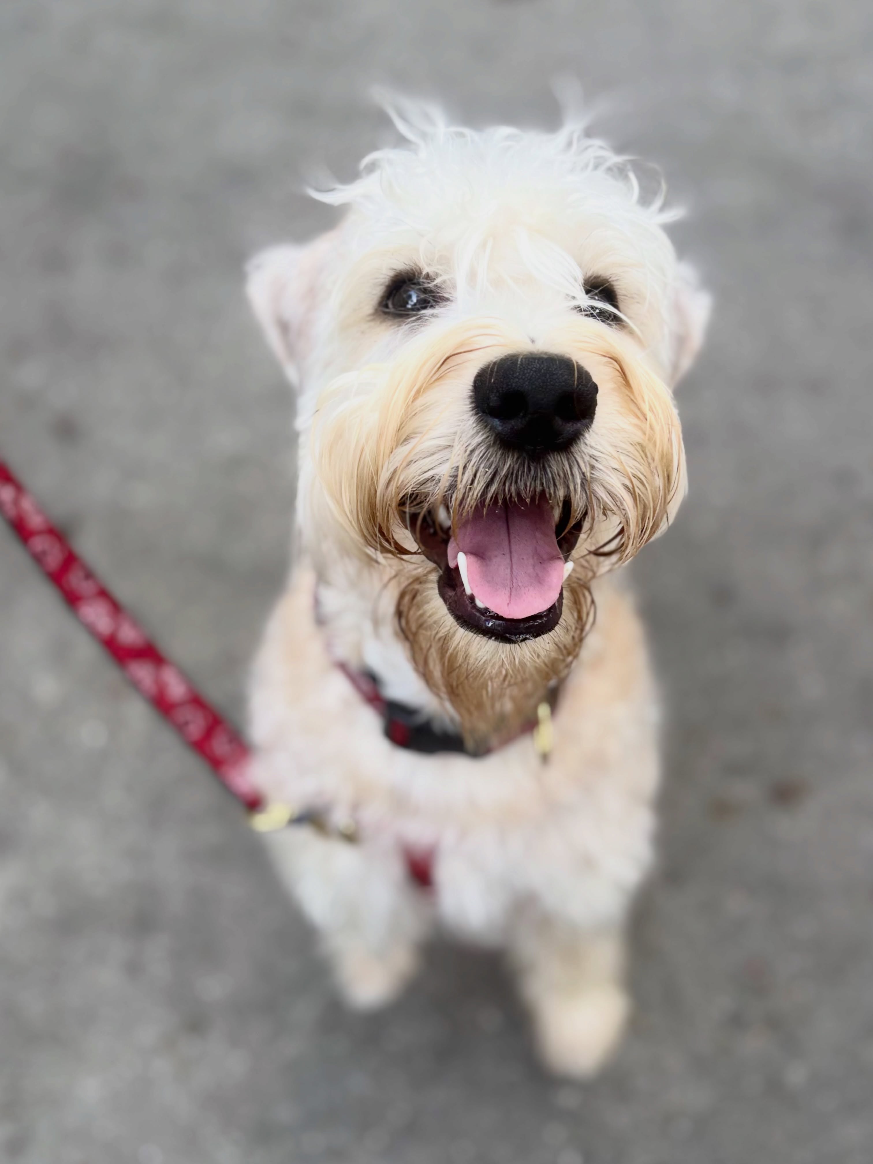 We are back from a little vacation!
Fletcher, the cutest #wheatenterrier , has started his private lessons. He’s one smart pup and really loves training!
#dogsofsavannah #savannahga #dogtraining
